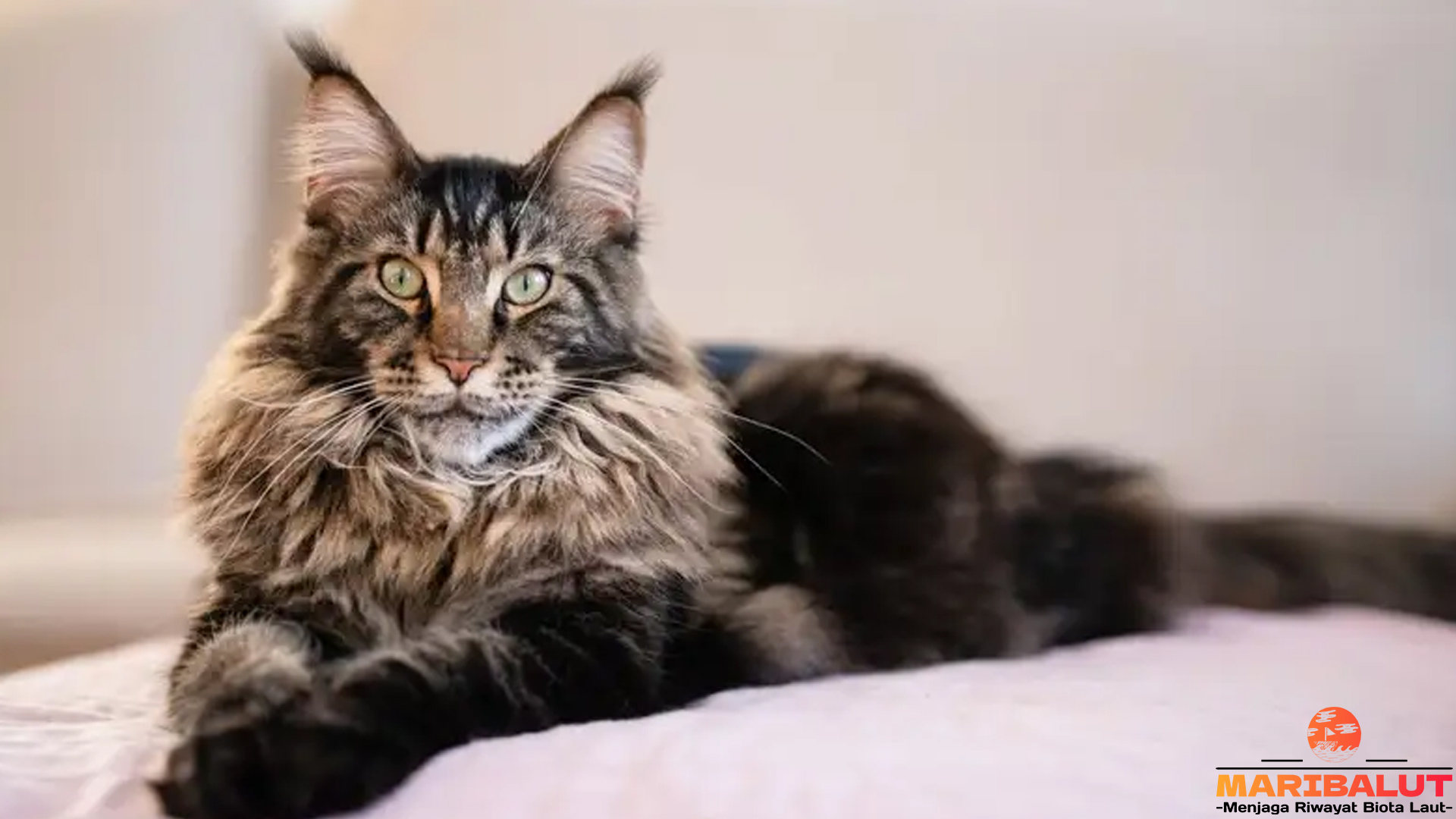 Keistimewaan Kucing Maine Coon: Si Raksasa Berbulu Lembut
