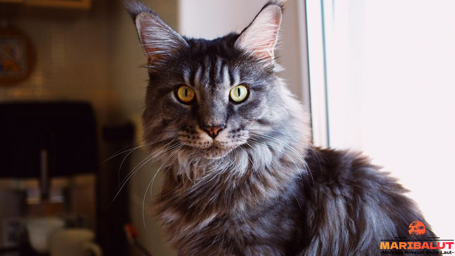 Keistimewaan Kucing Maine Coon: Si Raksasa Berbulu Lembut