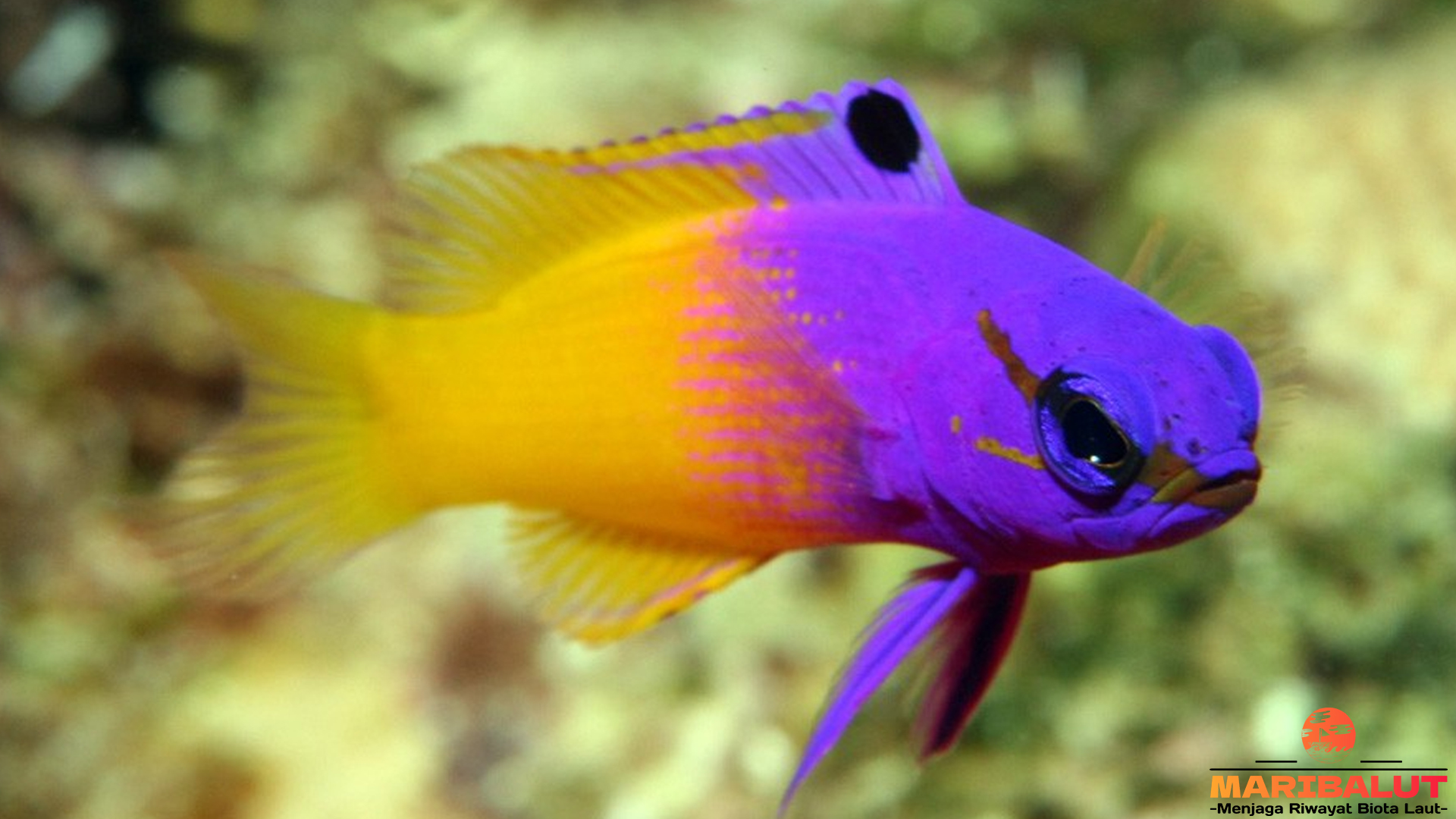 Keindahan Ikan Gombing Peri: Penghuni Laut yang Menawan