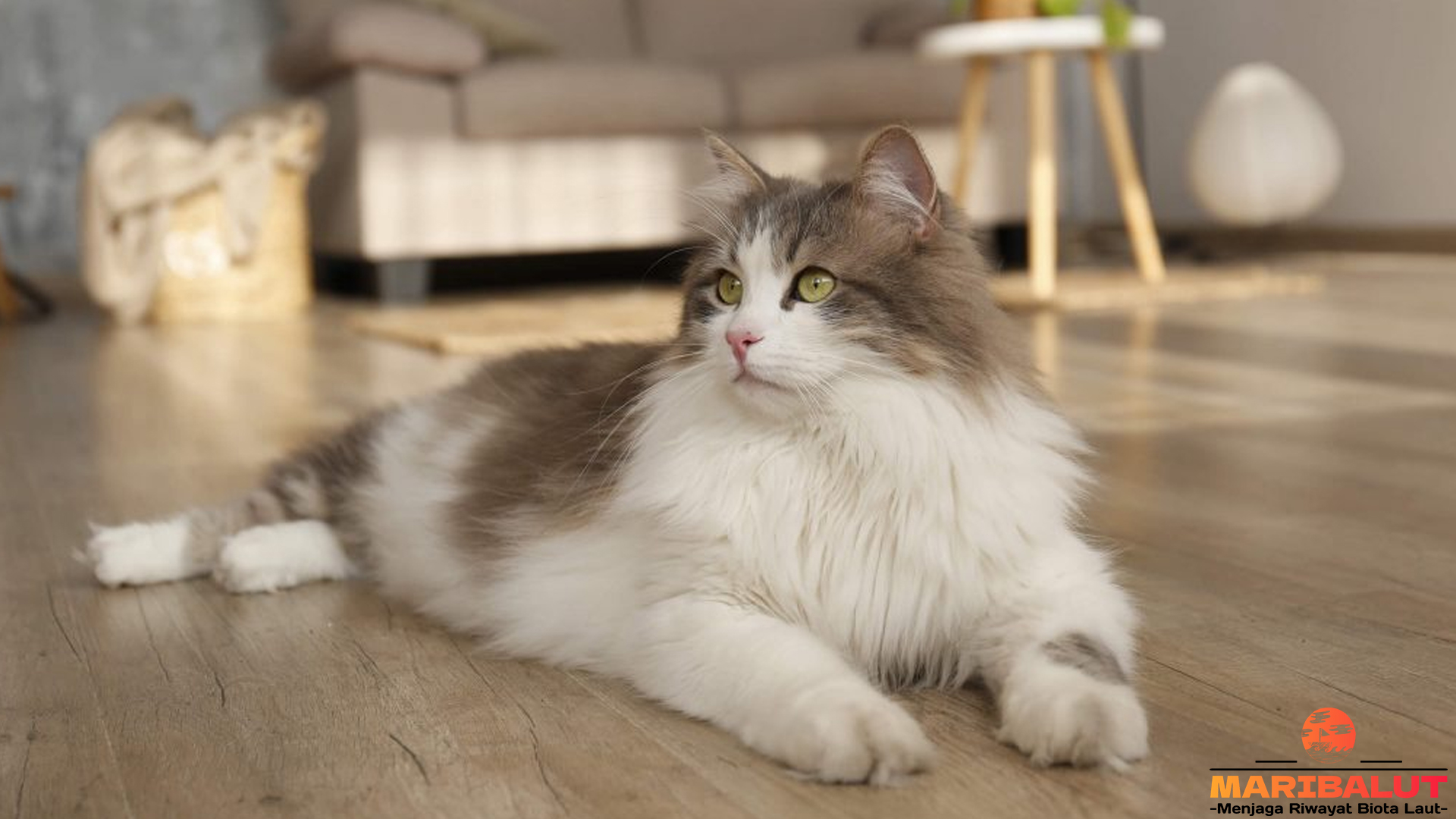 Ragamuffin: Kucing Berbulu Lembut dengan Kepribadian Menawan