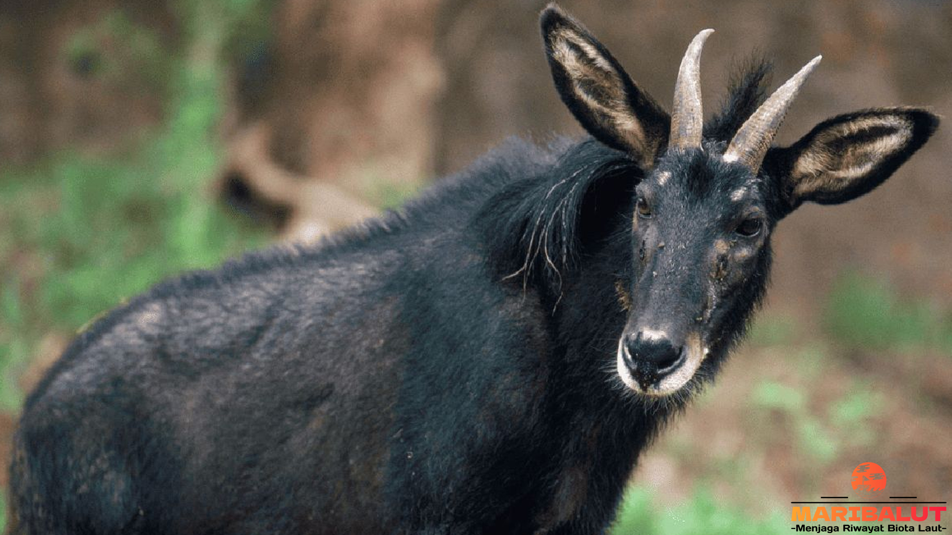 Mengenal Kambing Hutan Sumatera: Keindahan yang Terancam