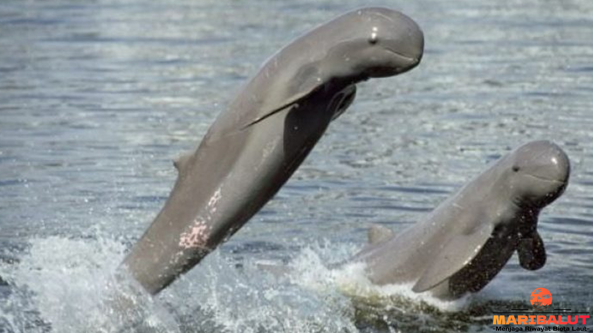 Pesut Mahakam: Simbol Keindahan Sungai yang Terancam Punah