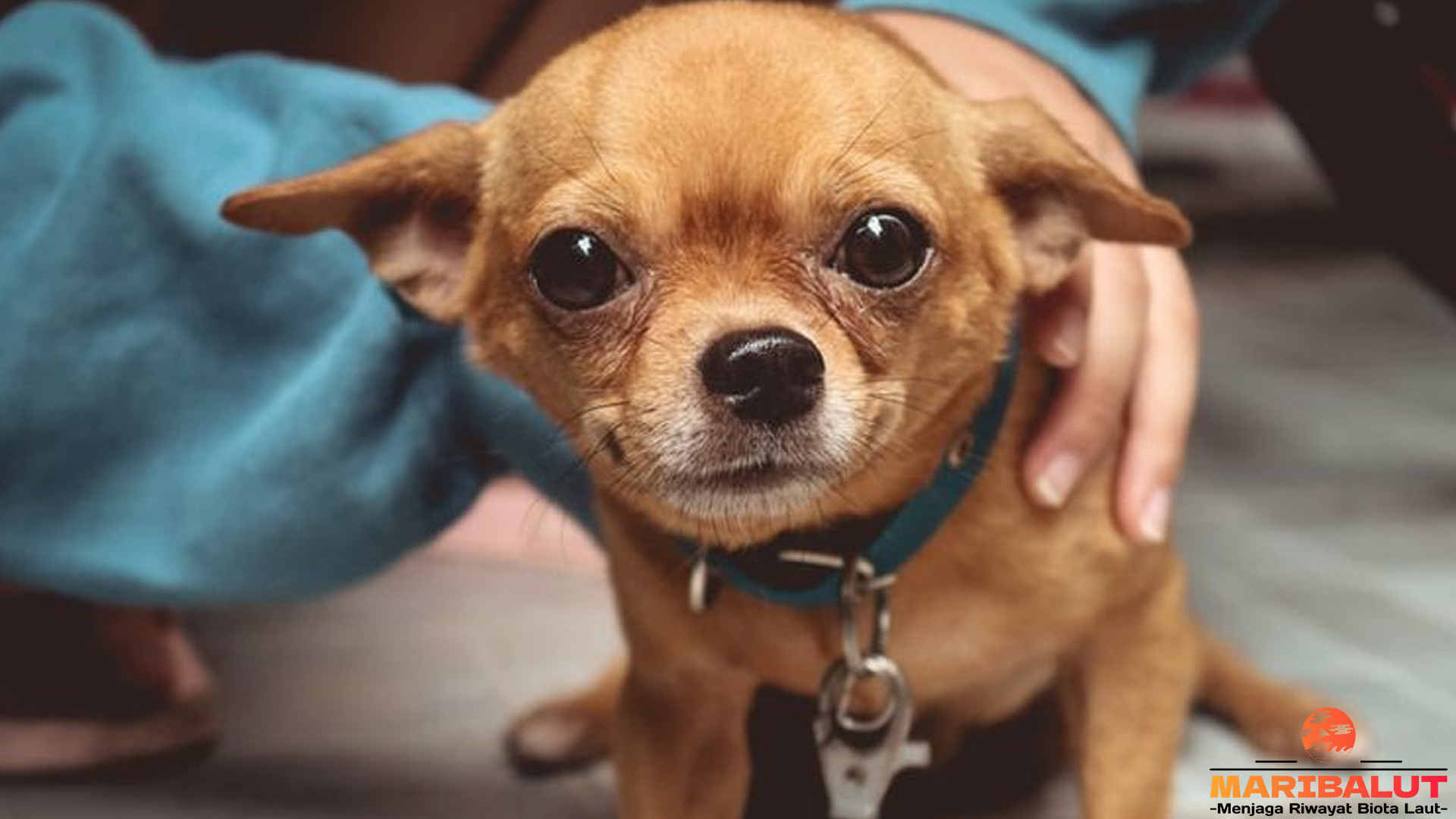 Mengenal Anjing Chihuahua: Si Kecil dengan Kepribadian Besar