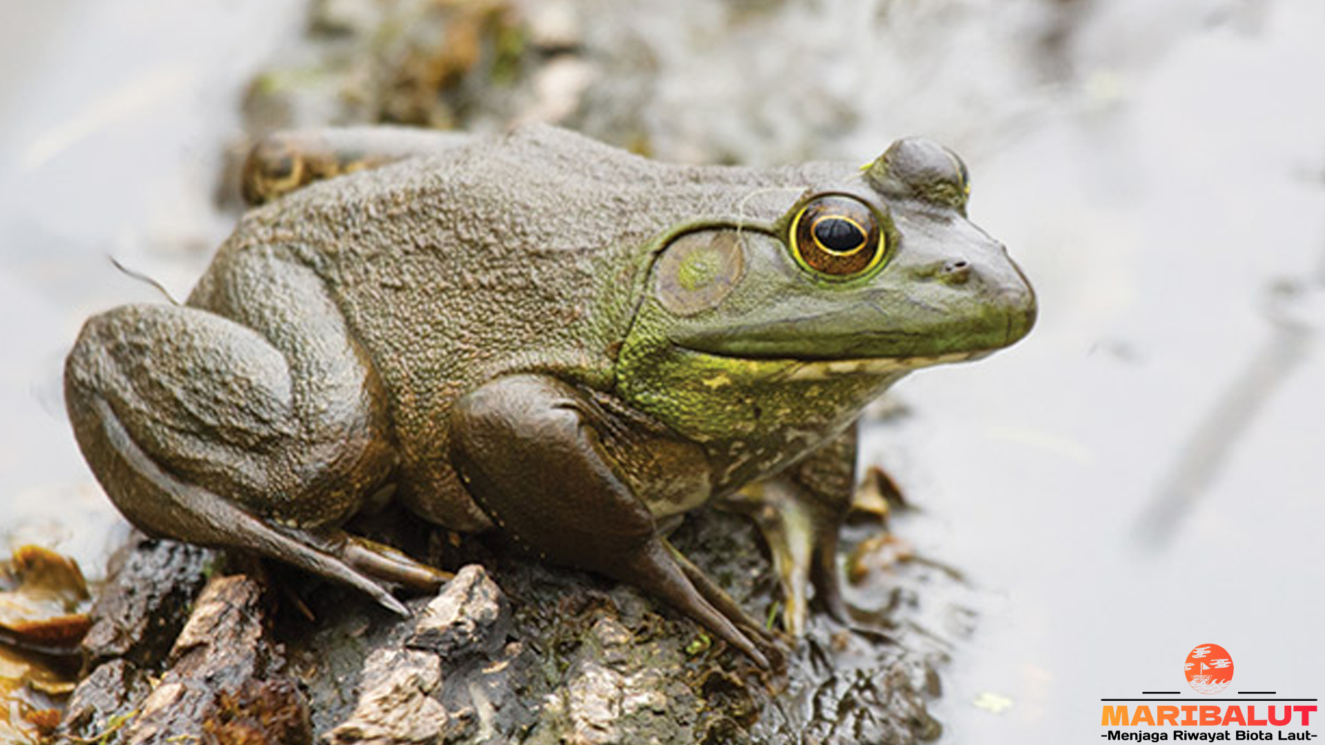 Katak Lembu: Pemburu Invertebrata yang Tangguh dan Adaptif