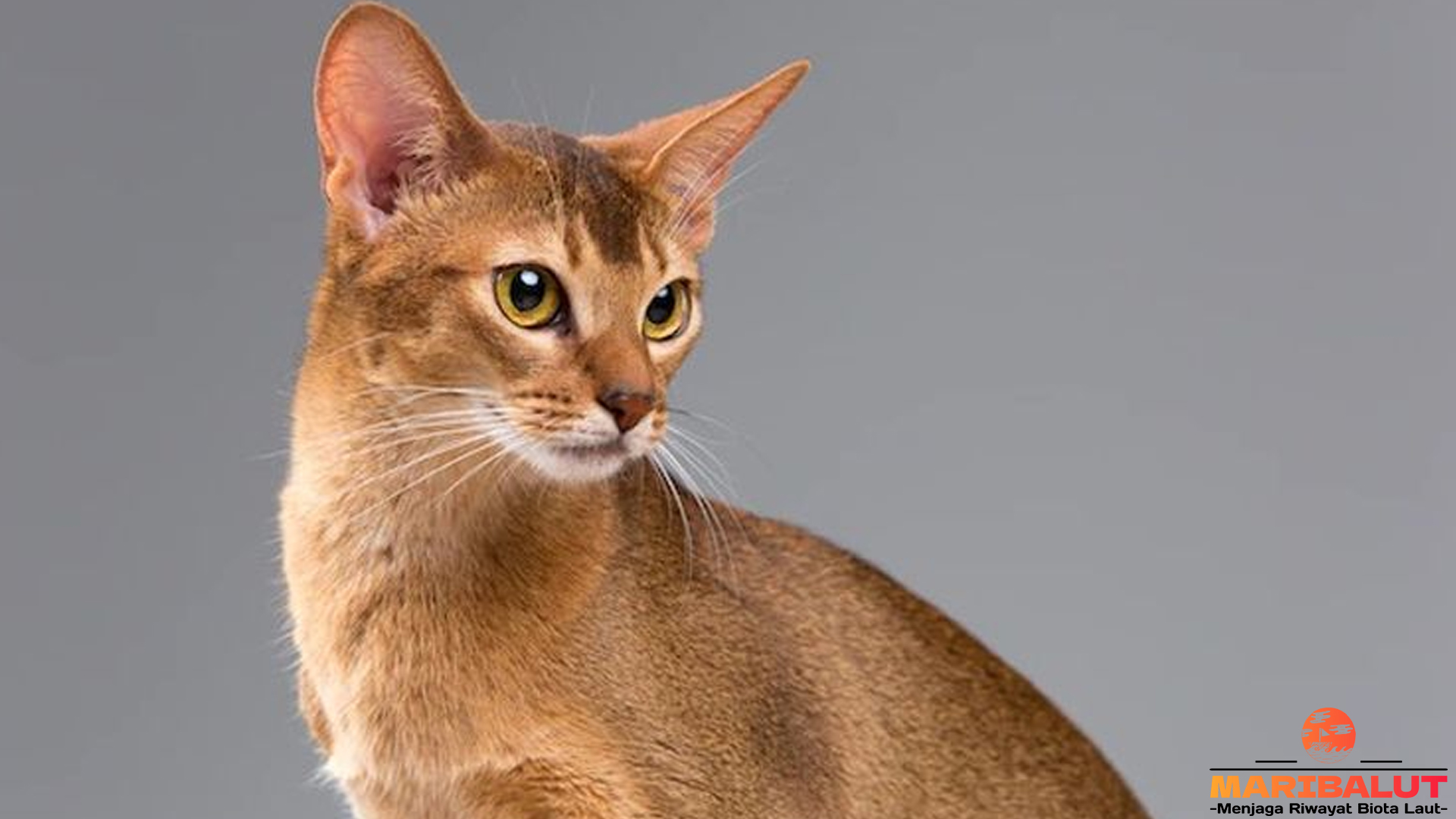 Fakta Seru Tentang Kucing Abisinia yang Harus Kamu Tahu