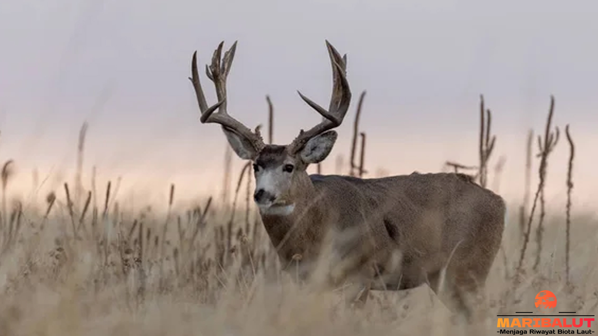 Rusa Mule Deer: Kehidupan dan Peranannya dalam Ekosistem