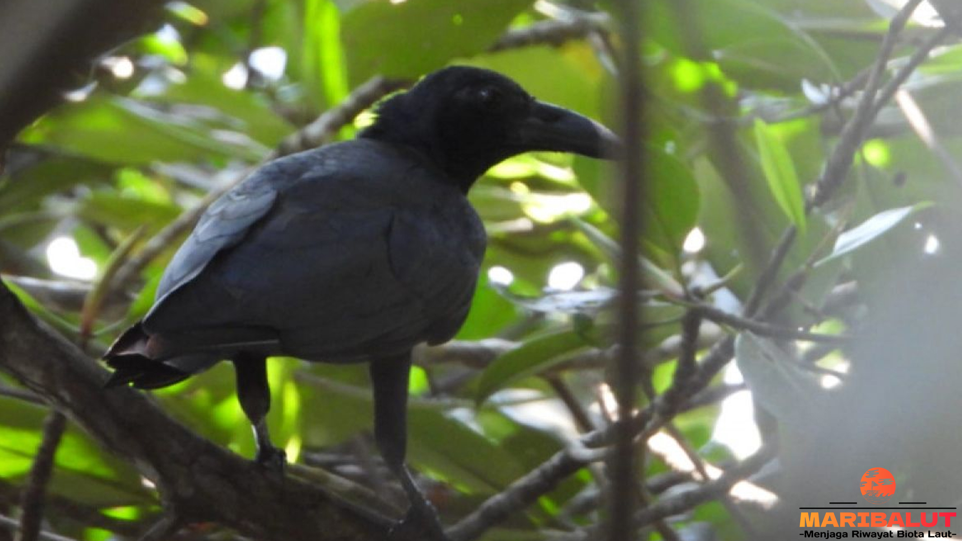 Burung Gagak Banggai: Perlindungan dan Konservasi Spesies