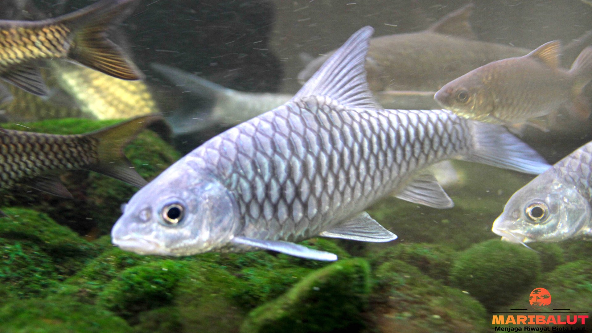 Ikan Dewa: Fakta Menarik tentang Spesies yang Menjadi Ikon