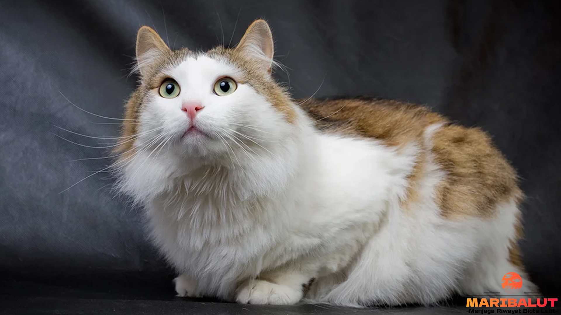 Ragamuffin: Kucing Berbulu Lembut dengan Kepribadian Menawan
