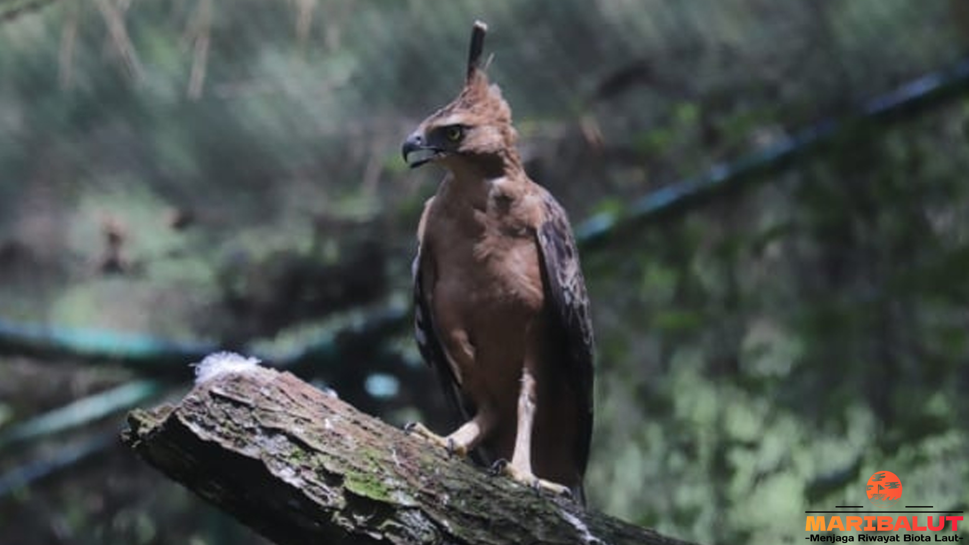 Elang Jawa: Mengenal Burung Langka Kebanggaan Indonesia