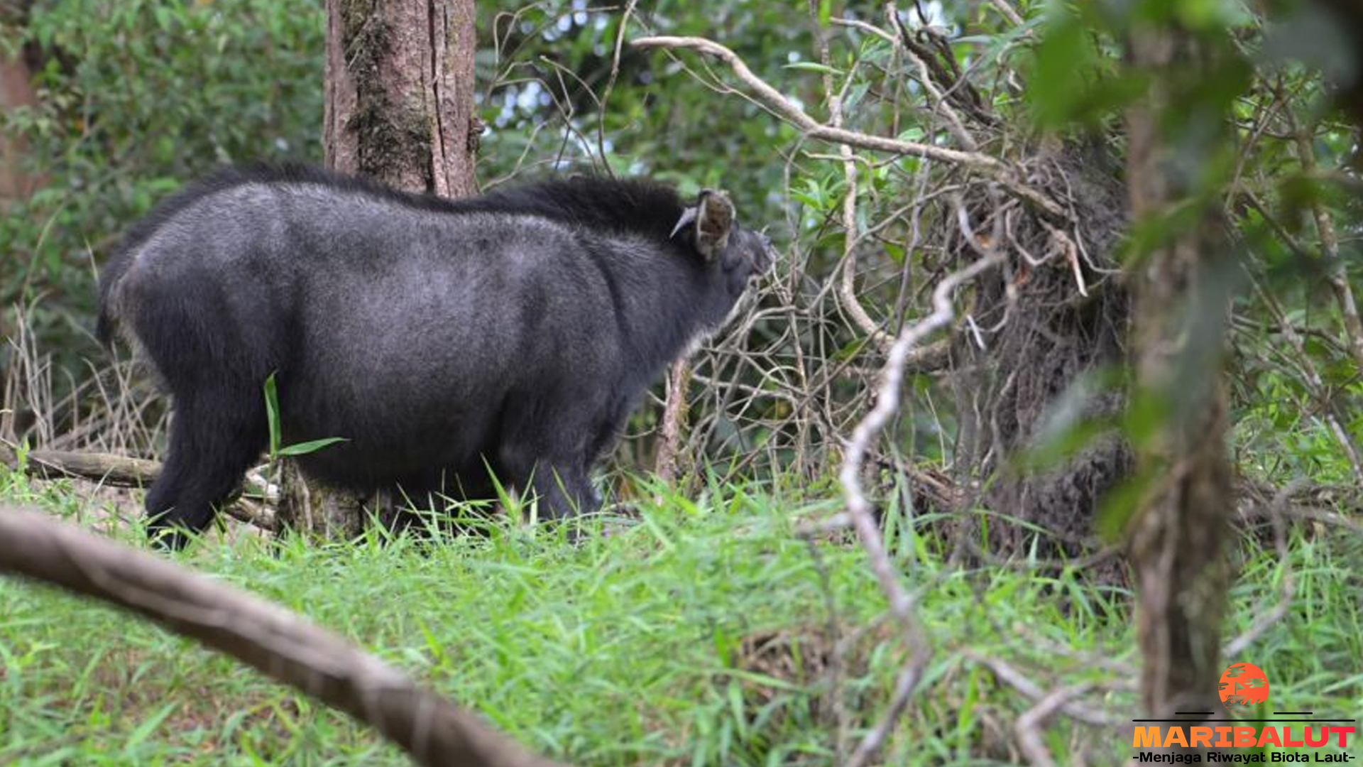Mengenal Kambing Hutan Sumatera: Keindahan yang Terancam