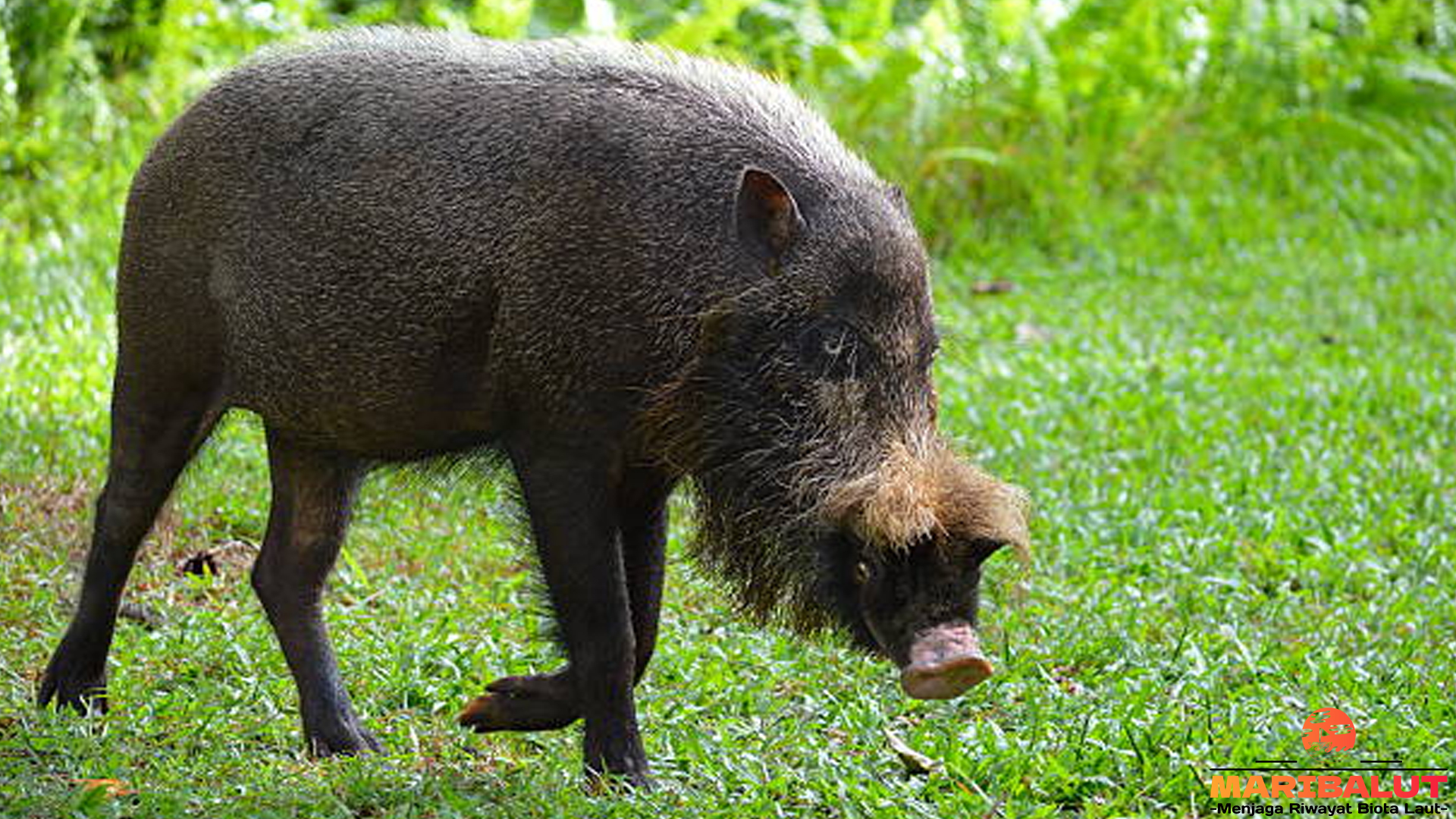 Mengenal Babi Berjenggot: Keunikan dan Ciri Spesies Langka