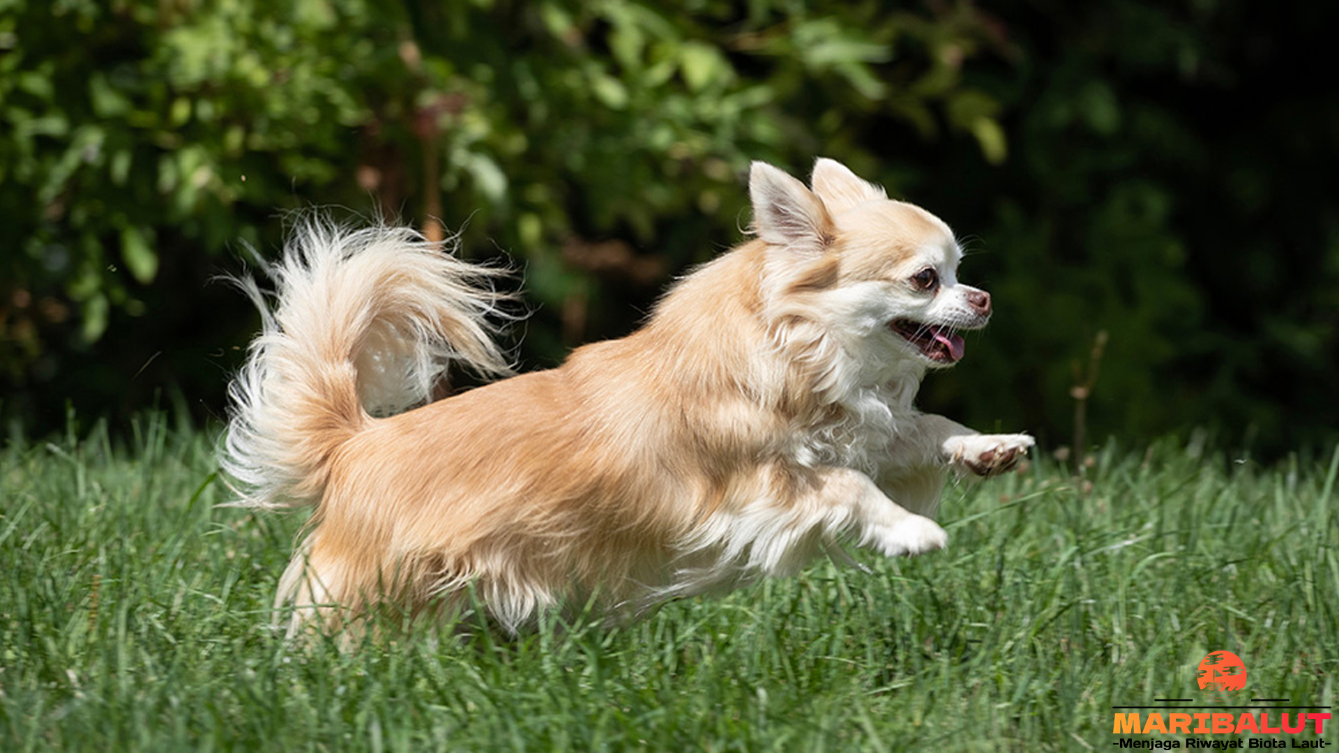 Mengenal Anjing Chihuahua: Si Kecil dengan Kepribadian Besar