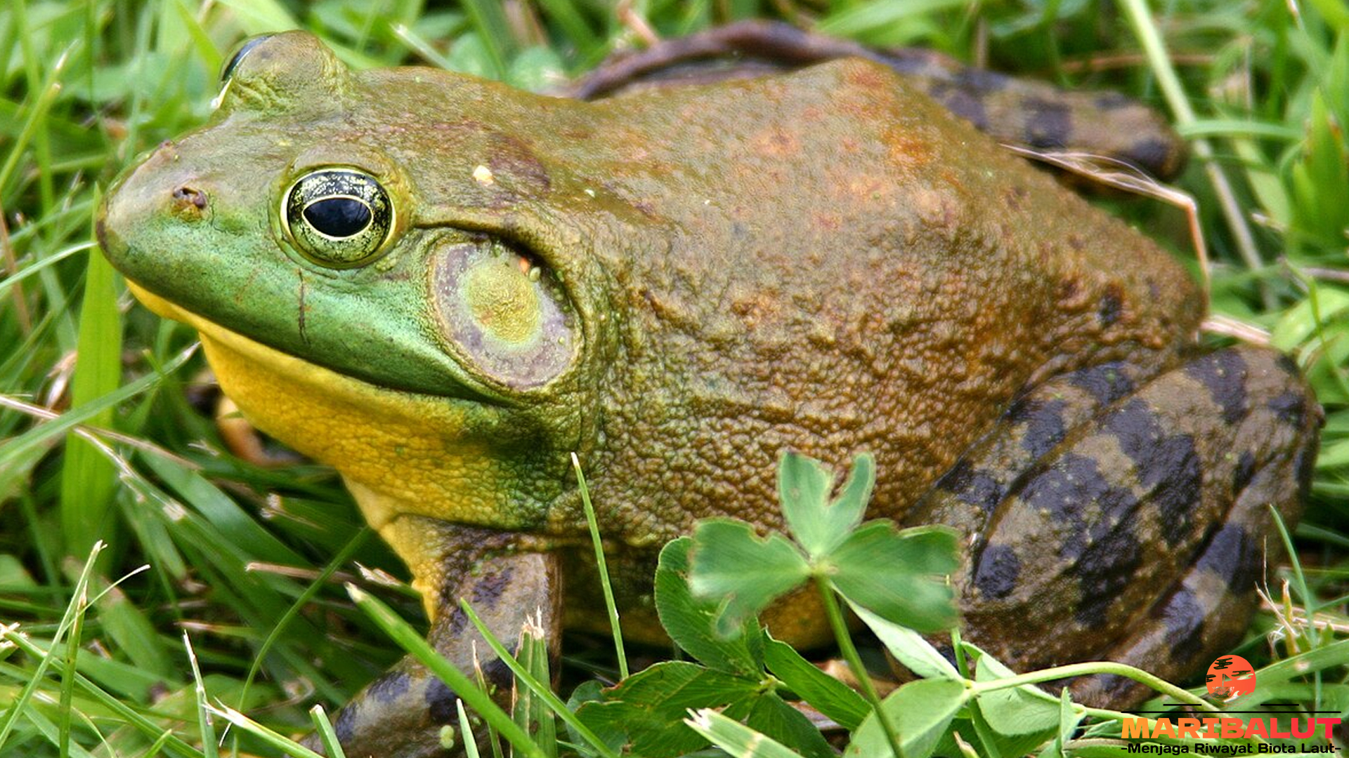 Katak Lembu: Pemburu Invertebrata yang Tangguh dan Adaptif
