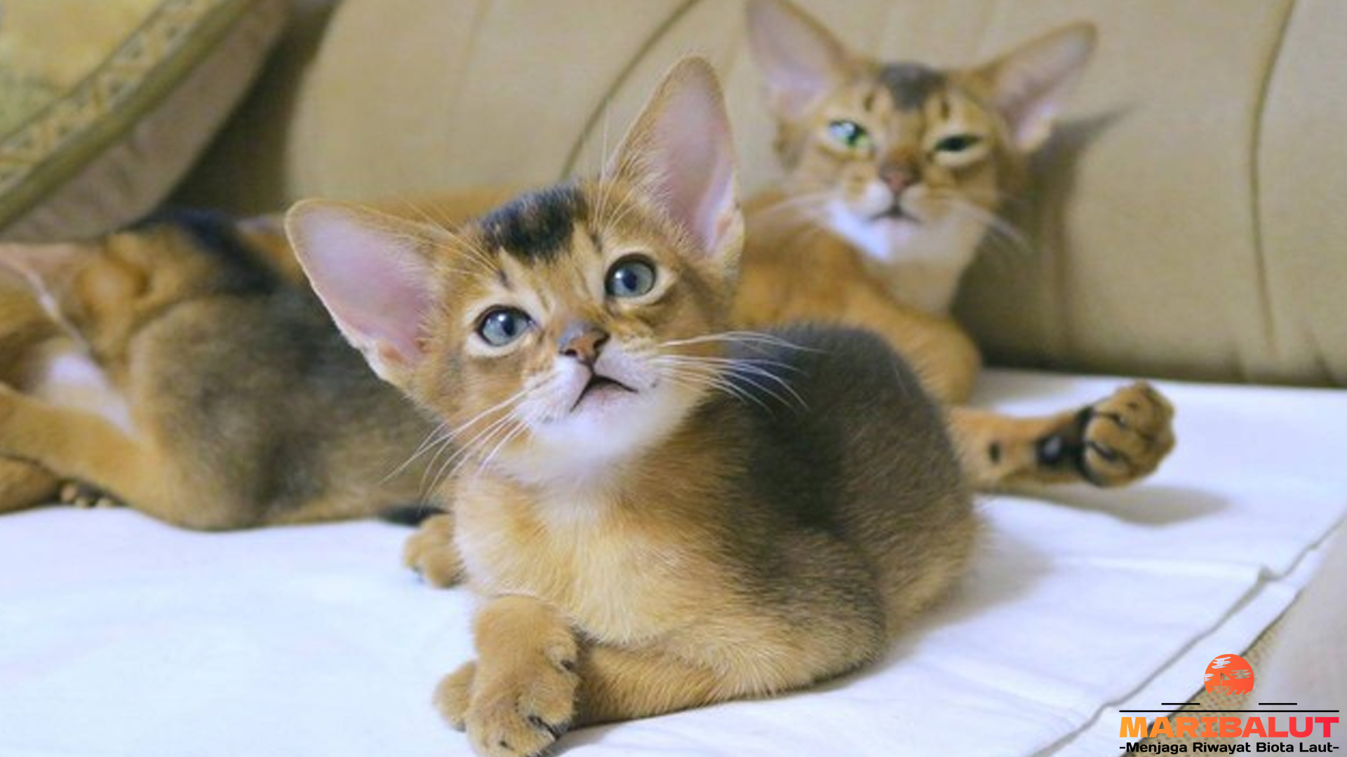 Fakta Seru Tentang Kucing Abisinia yang Harus Kamu Tahu