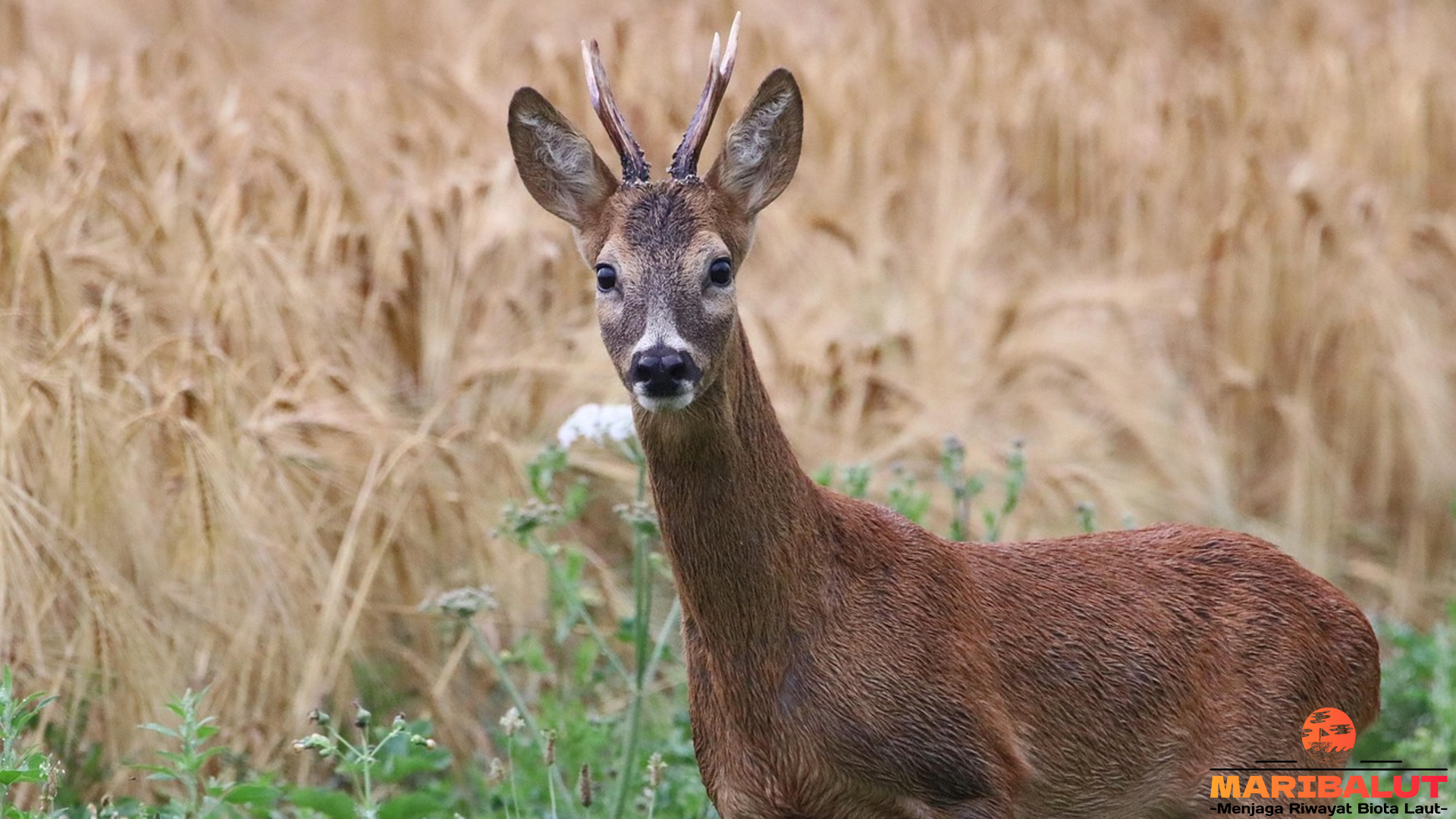 Rusa Mule Deer: Kehidupan dan Peranannya dalam Ekosistem
