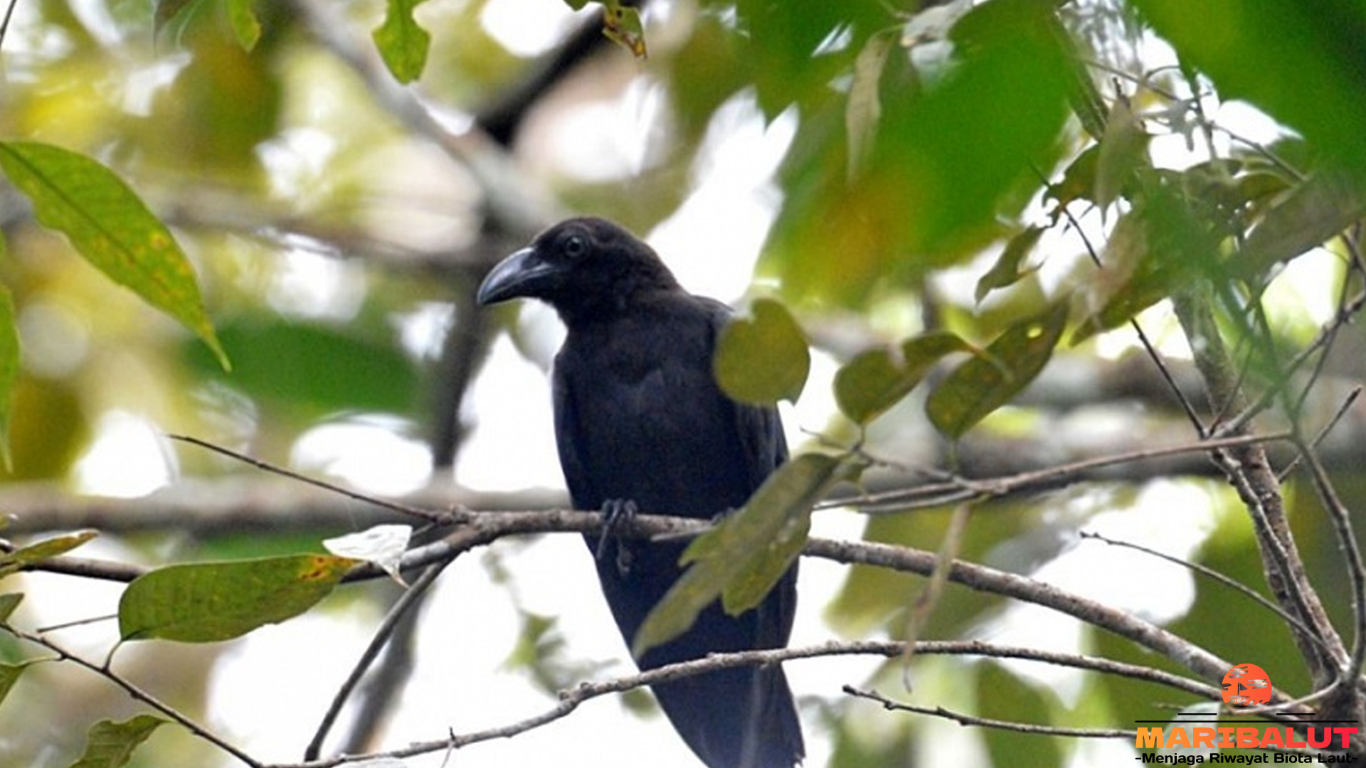 Burung Gagak Banggai: Perlindungan dan Konservasi Spesies