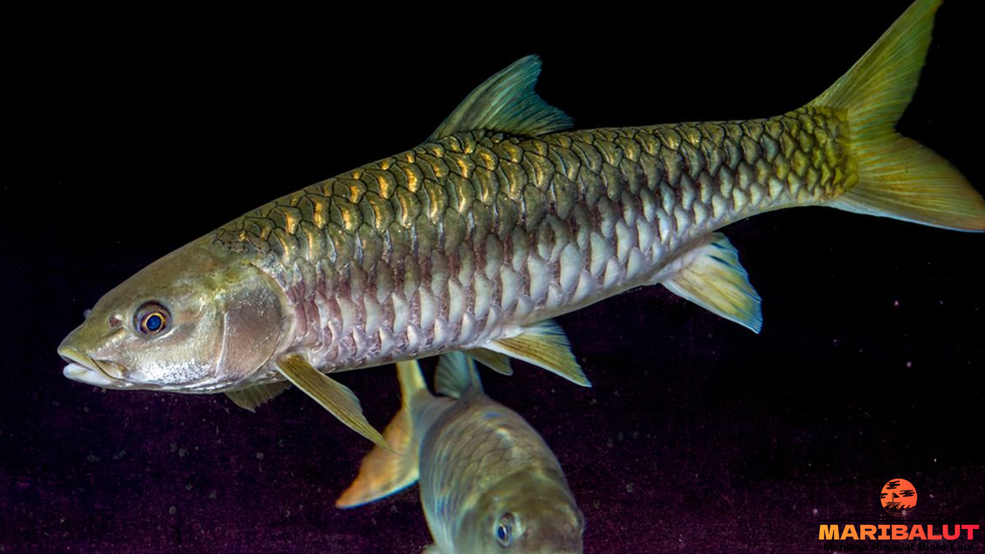Ikan Dewa: Fakta Menarik tentang Spesies yang Menjadi Ikon