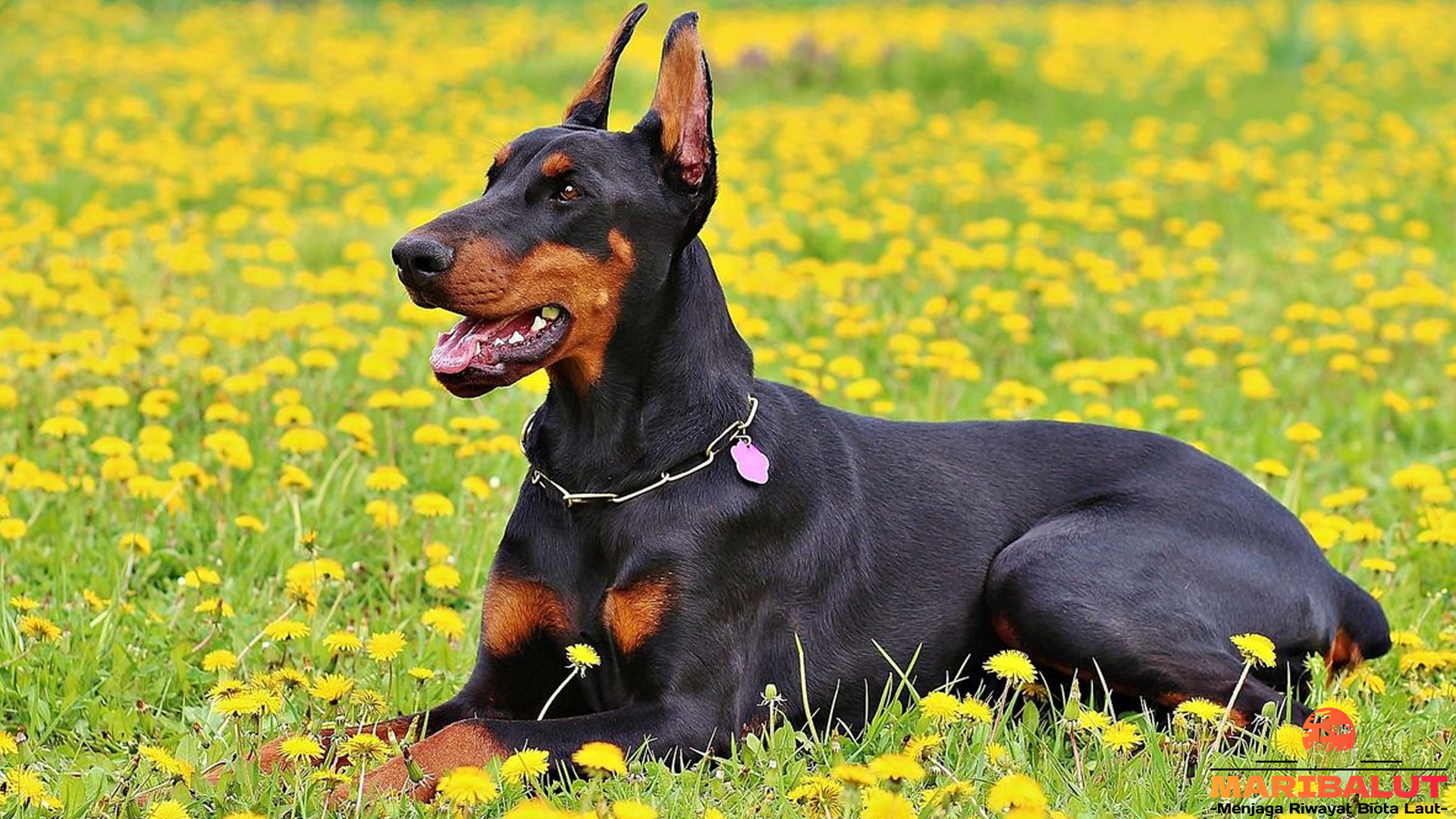 Mengenal Doberman Pinscher: Anjing Serba Bisa yang Memukau