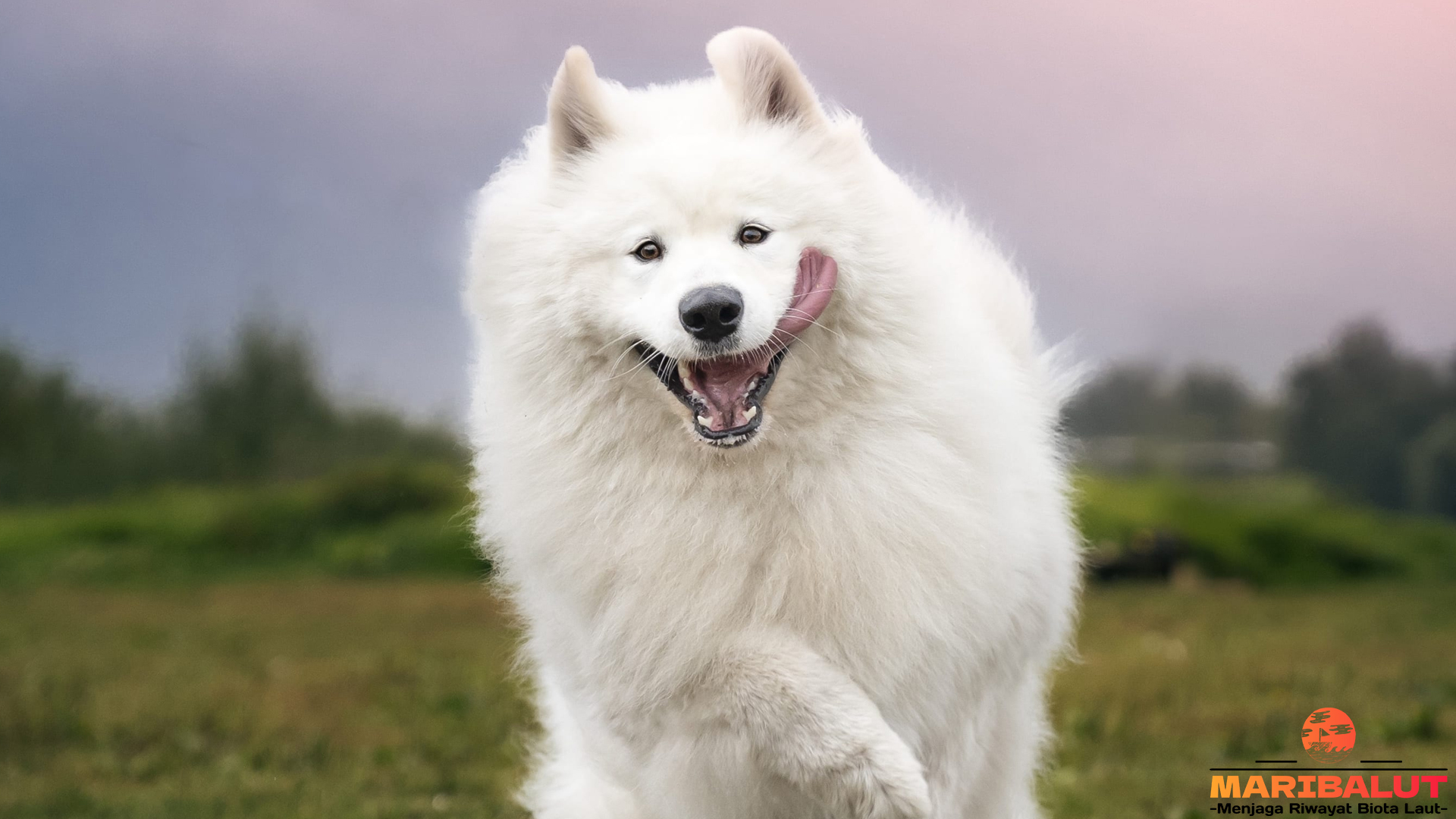 Samoyed: Anjing Berbulu Tebal Penuh Energi dan Kepribadian