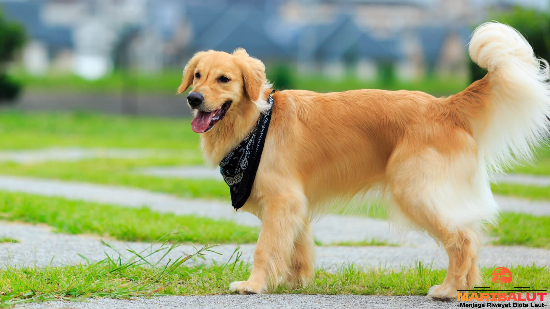 Golden Retriever: Anjing Penolong yang Sering Menjadi Pahlawan