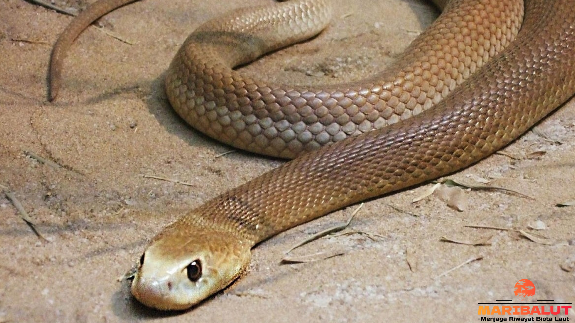Fakta Menarik tentang Ular Taipan yang Perlu Kamu Ketahui