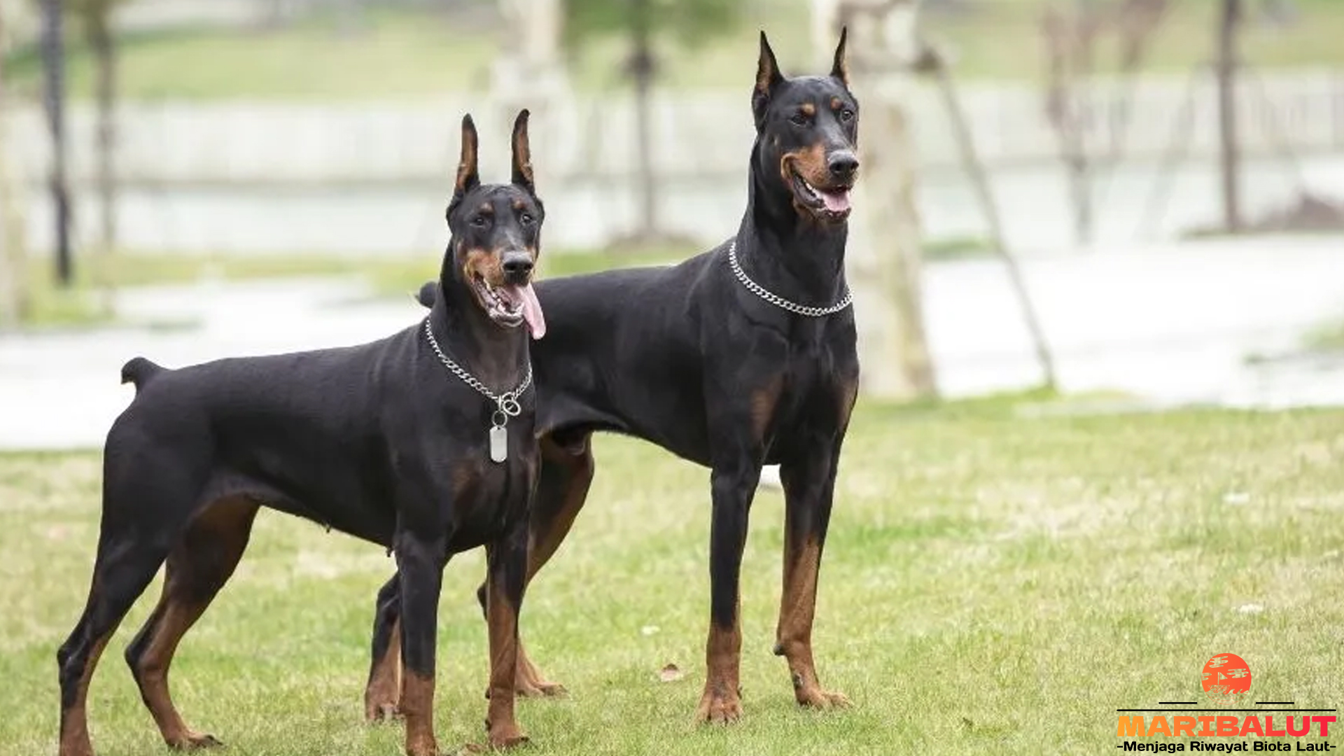 Mengenal Doberman Pinscher: Anjing Serba Bisa yang Memukau