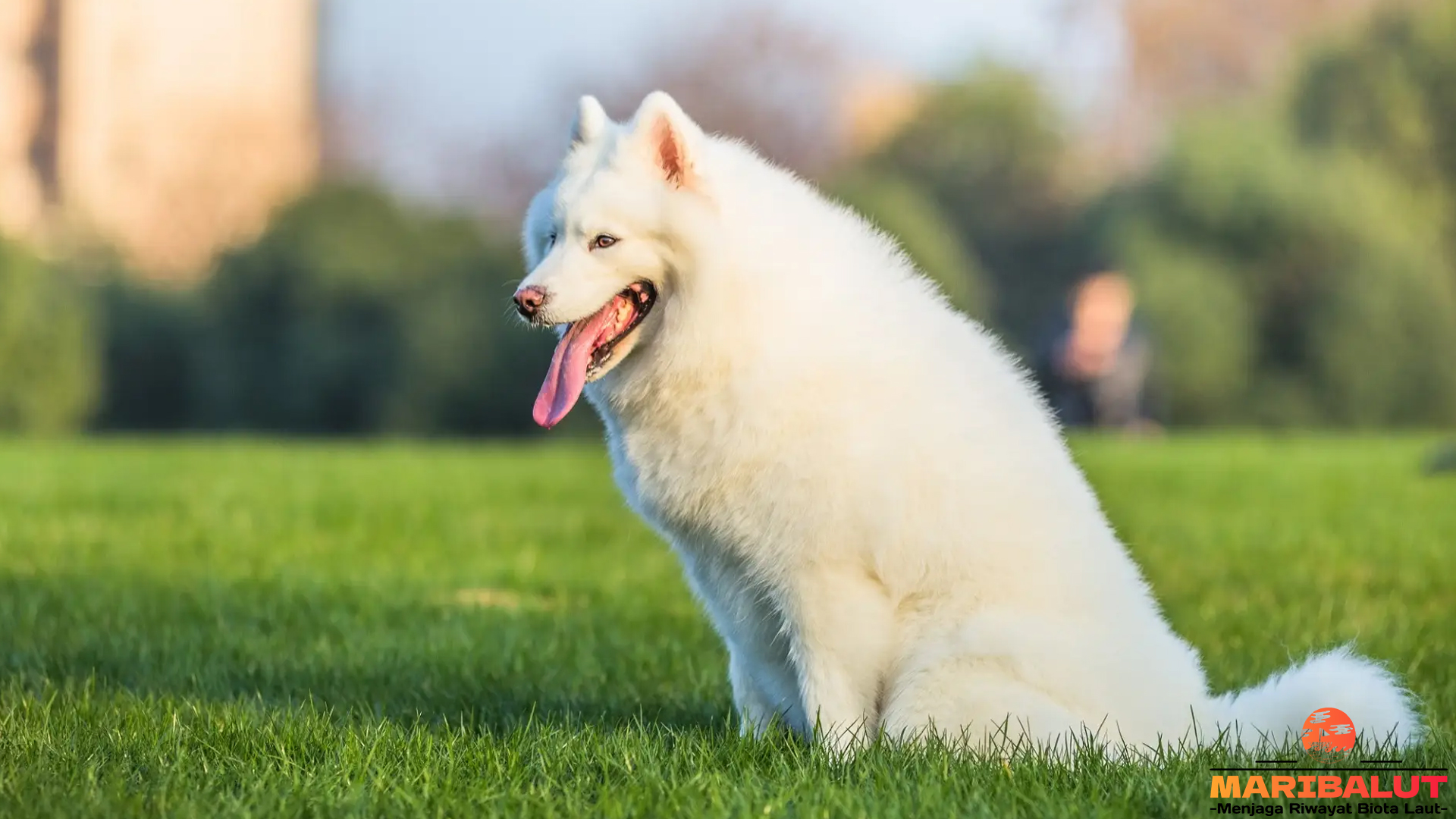 Samoyed: Anjing Berbulu Tebal Penuh Energi dan Kepribadian
