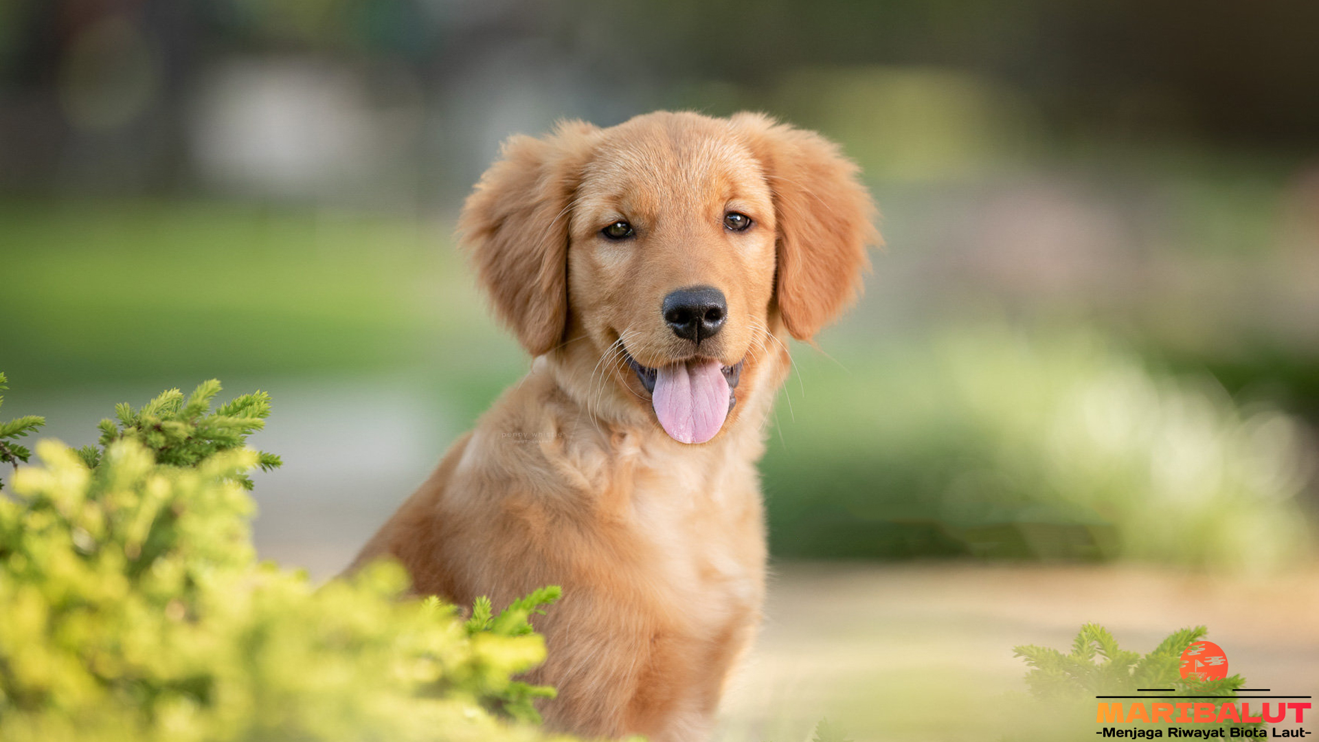 Golden Retriever: Anjing Penolong yang Sering Menjadi Pahlawan