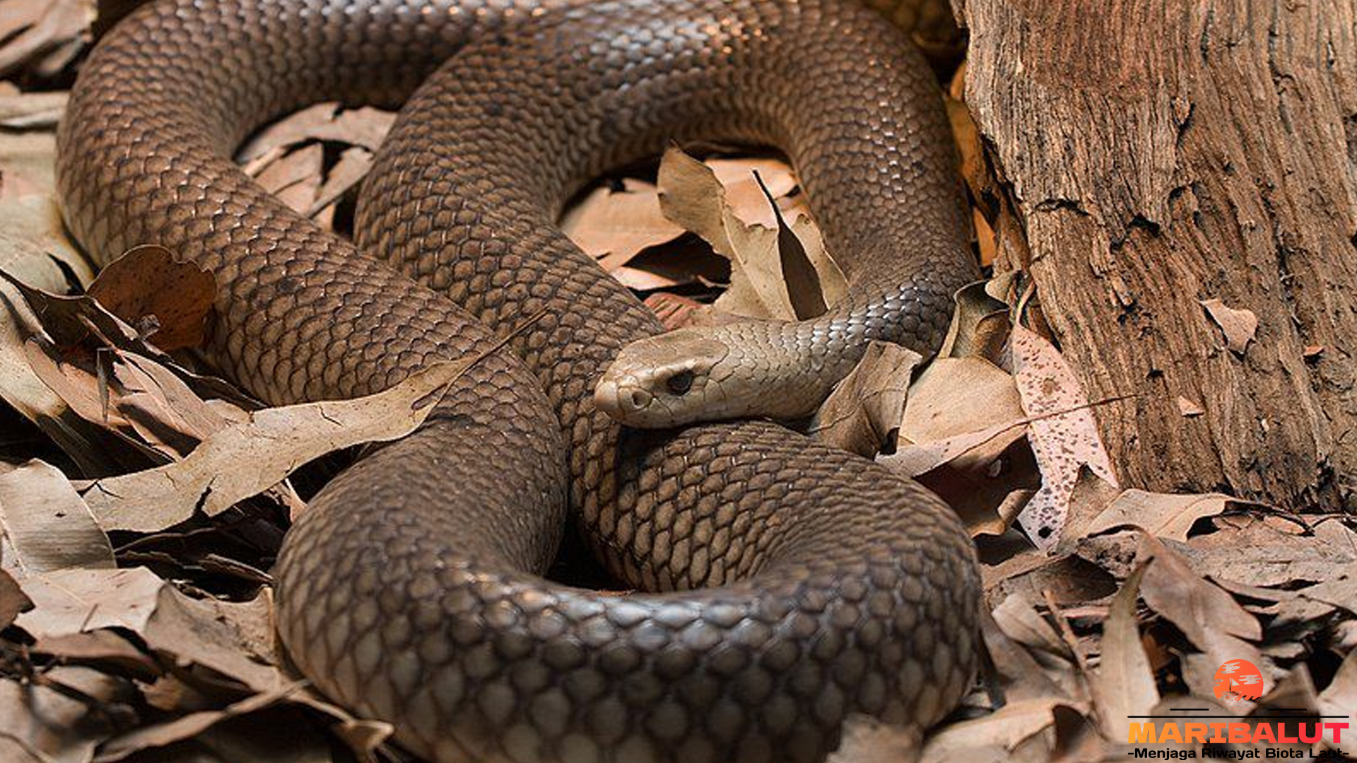 Fakta Menarik tentang Ular Taipan yang Perlu Kamu Ketahui