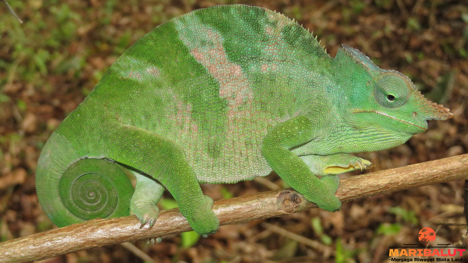 Fakta Menarik tentang Kinyongia: Kadal dari Hutan Tropis