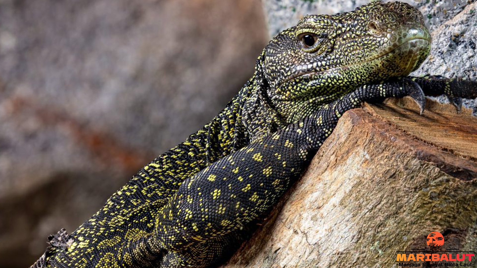 Biawak Papua: Keunikan dan Peranannya dalam Ekosistem