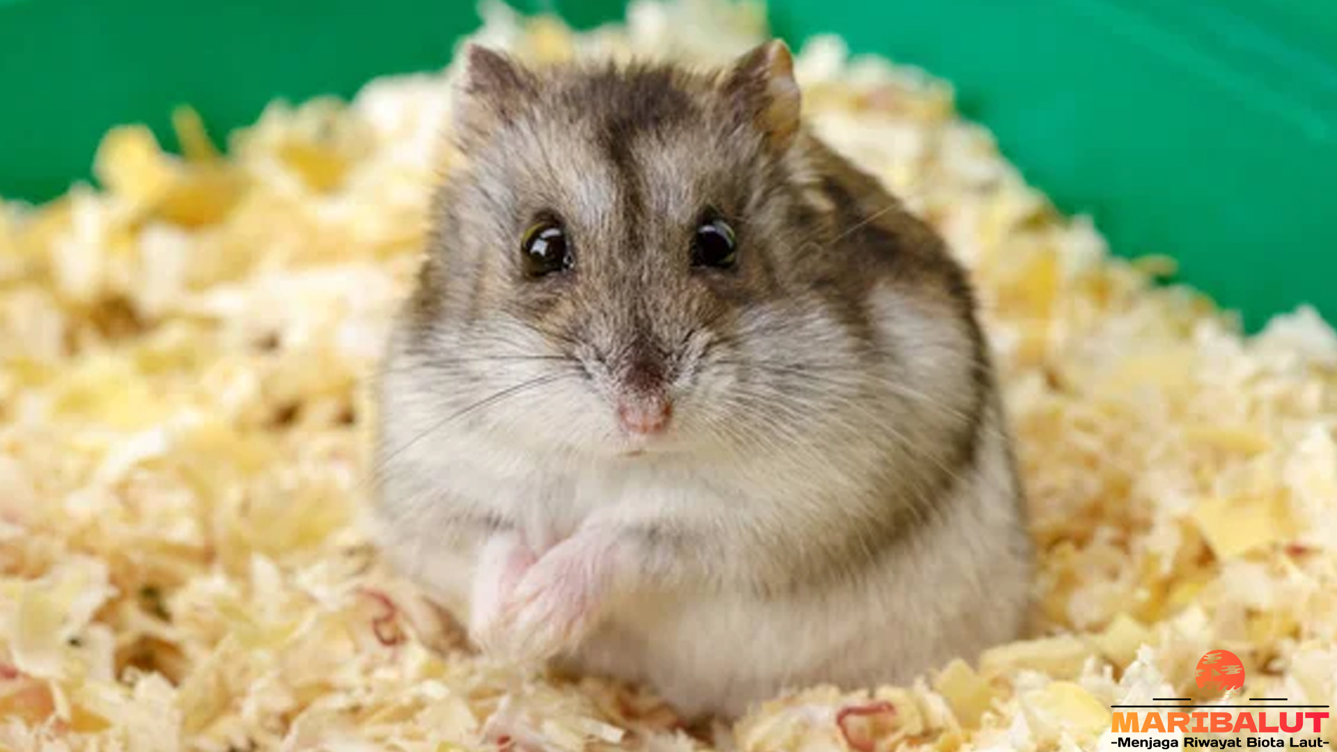 Semua yang Perlu Kamu Tahu Tentang Hamster Kerdil Abu-Abu