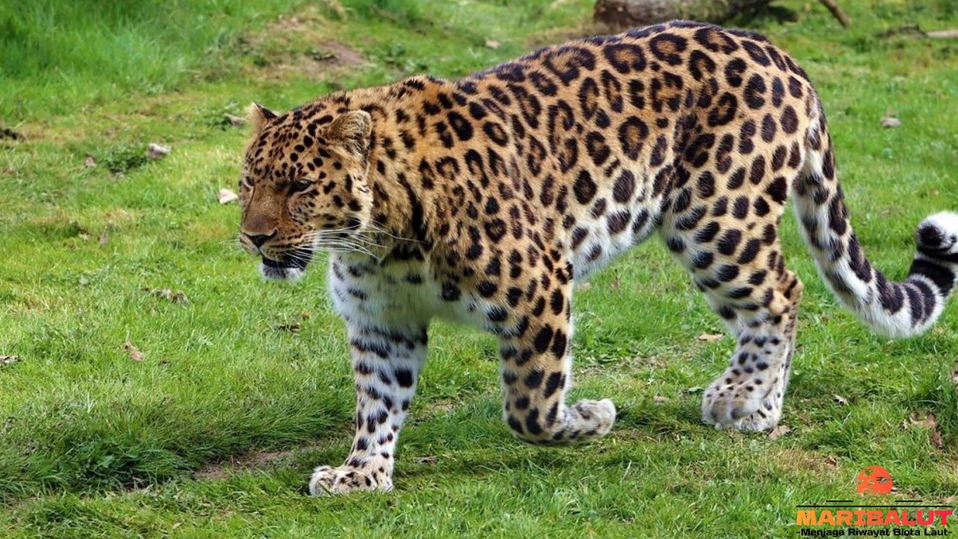 Macan Tutul Amur: Predator Langka Siberia yang Menakjubkan