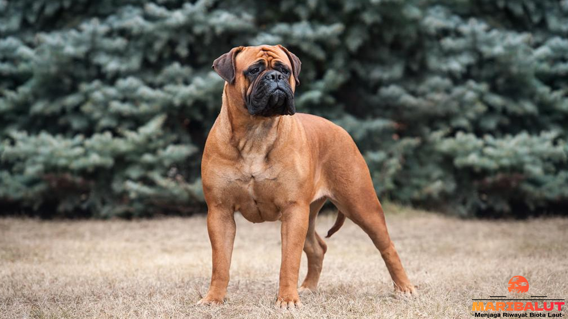 Kepribadian dan Peran Bullmastiff sebagai Anjing Penjaga Setia