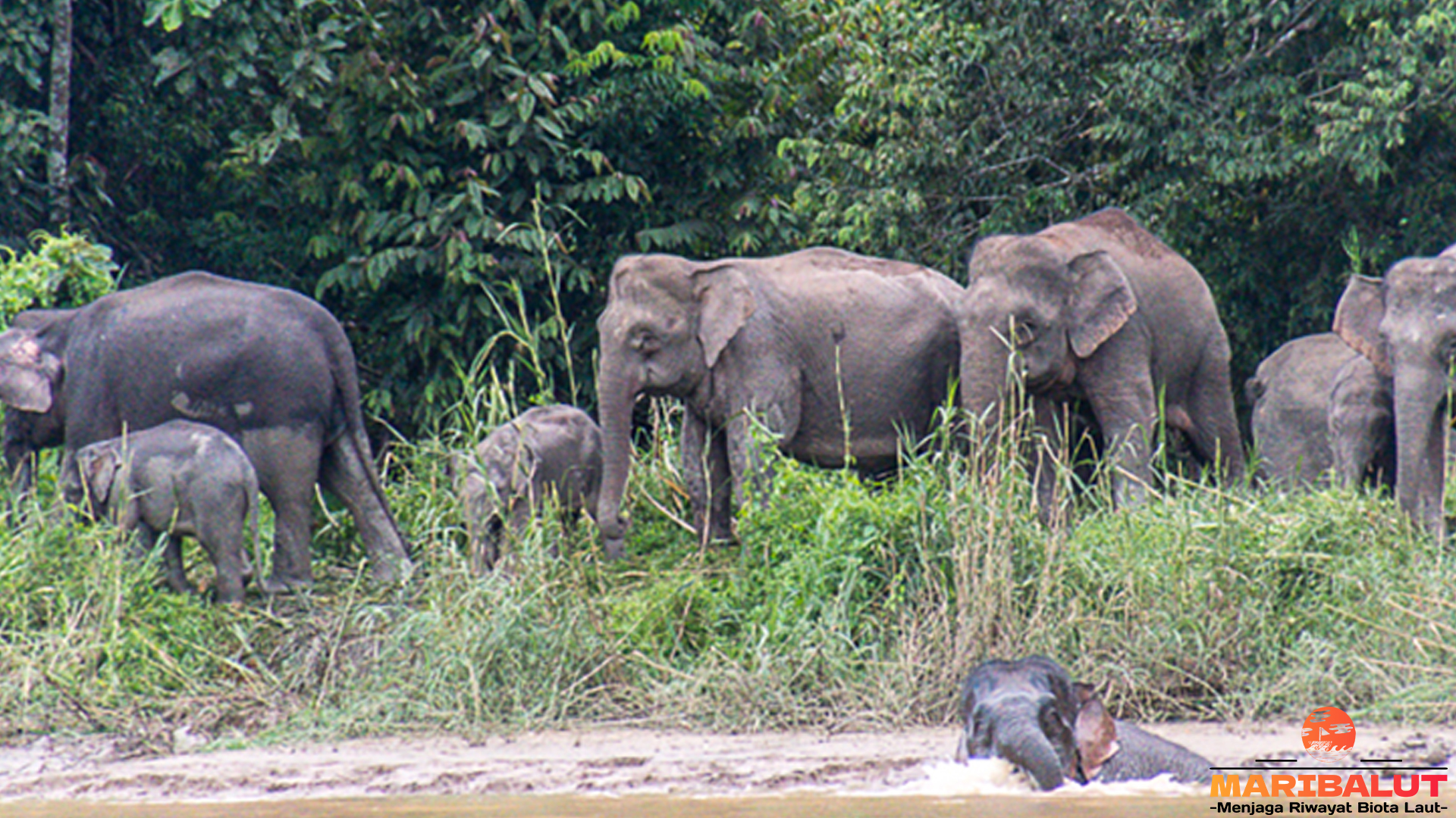 Mengenal Gajah Kalimantan, Raksasa Lembut Asli Borneo