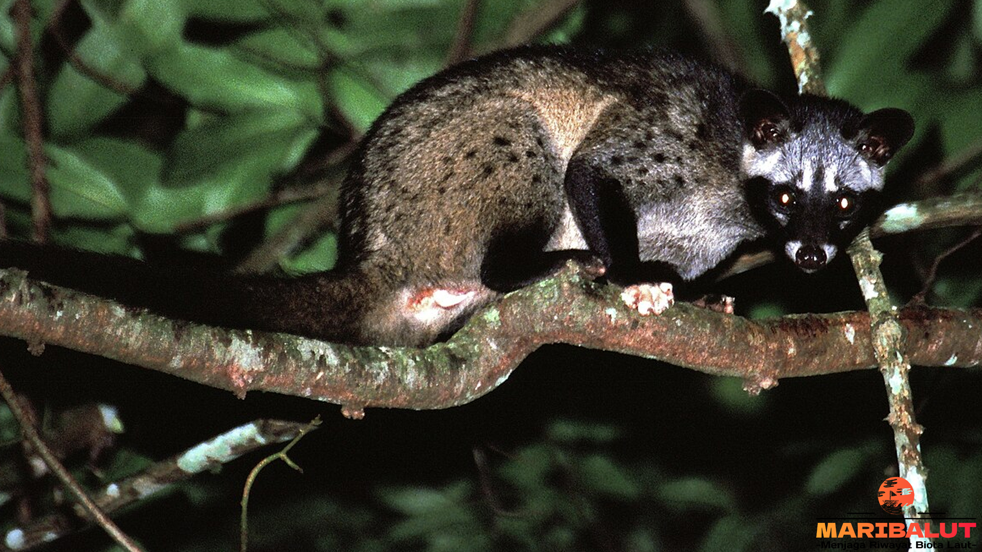 Keunikan dan Habitat Paradoxurus, Musang yang Jarang Diketahui