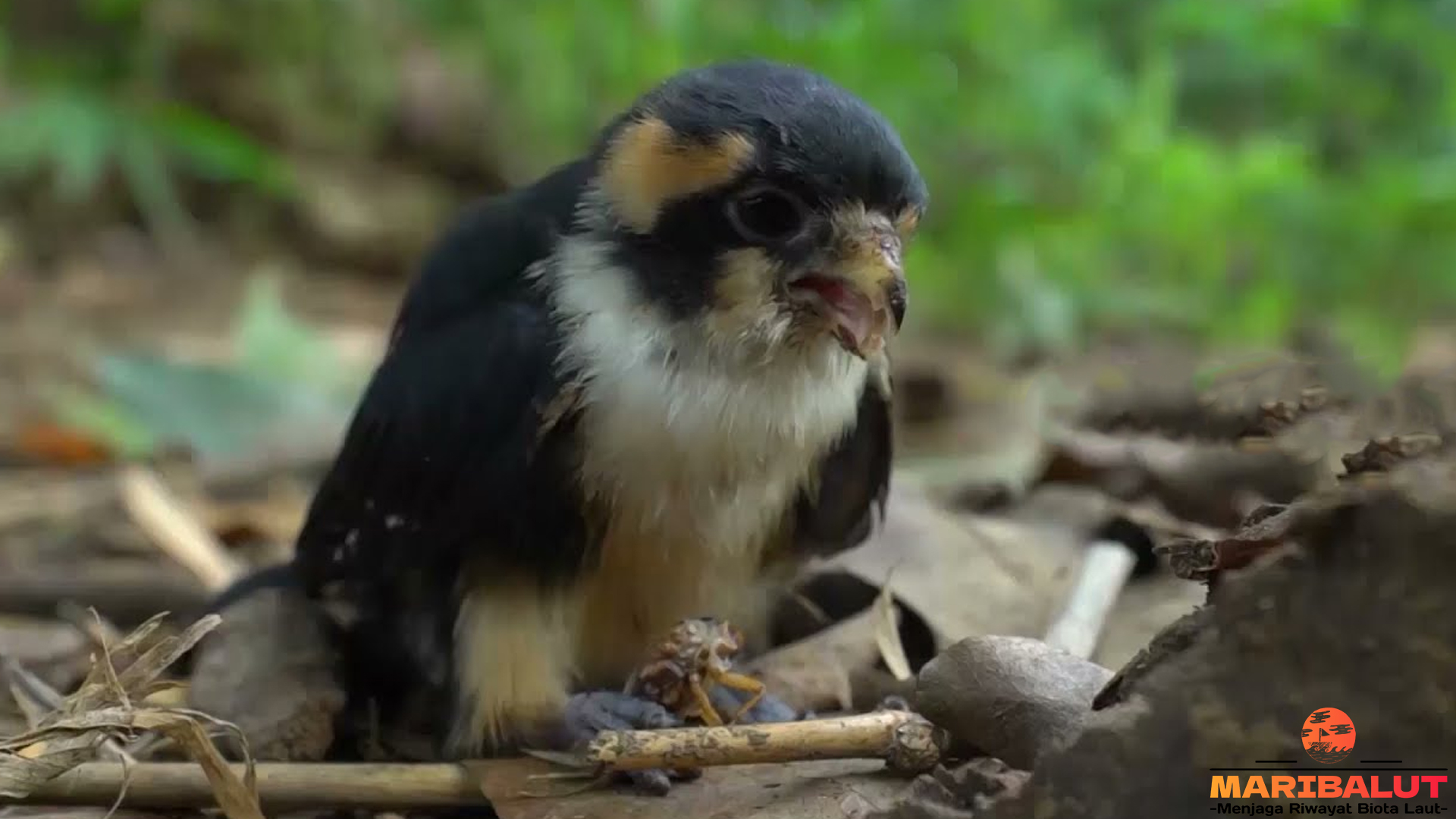Burung Alap-alap Capung: Sosok Kecil dengan Kecepatan Super
