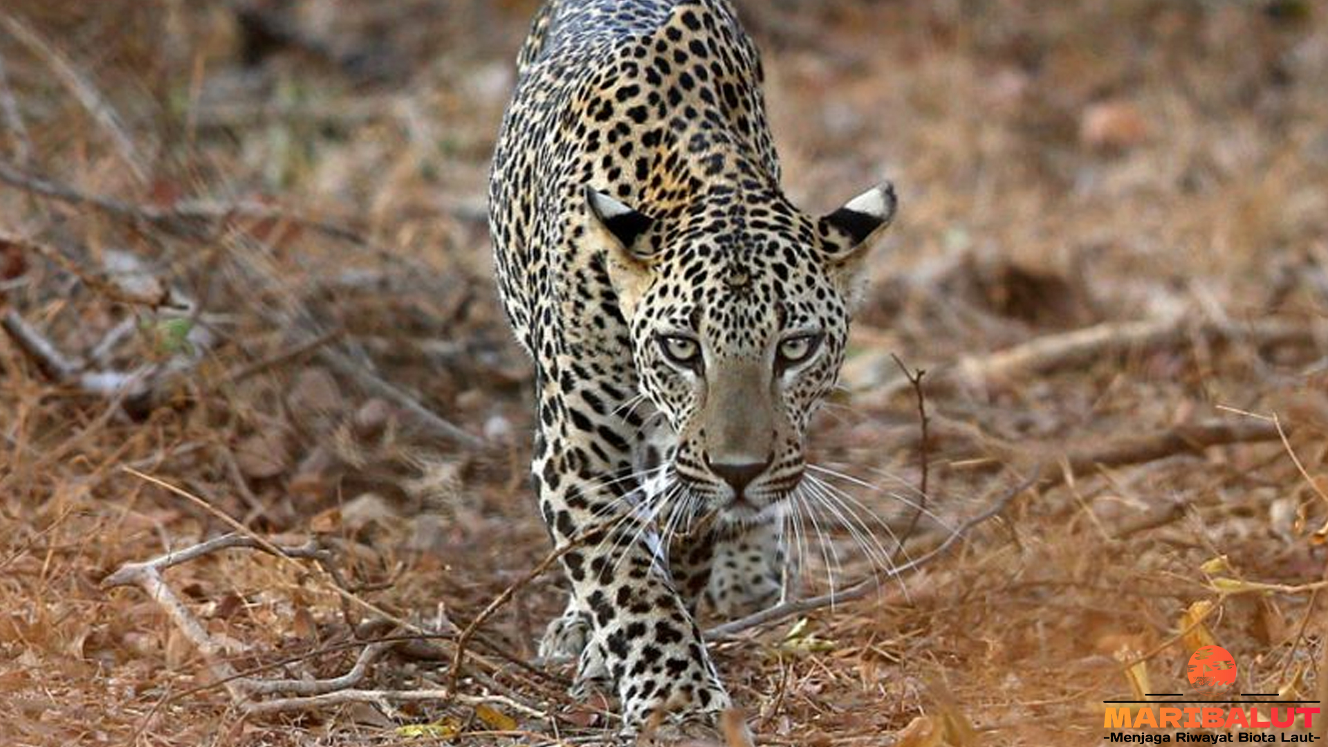 Macan Tutul India, Sang Penyendiri dengan Corak Unik