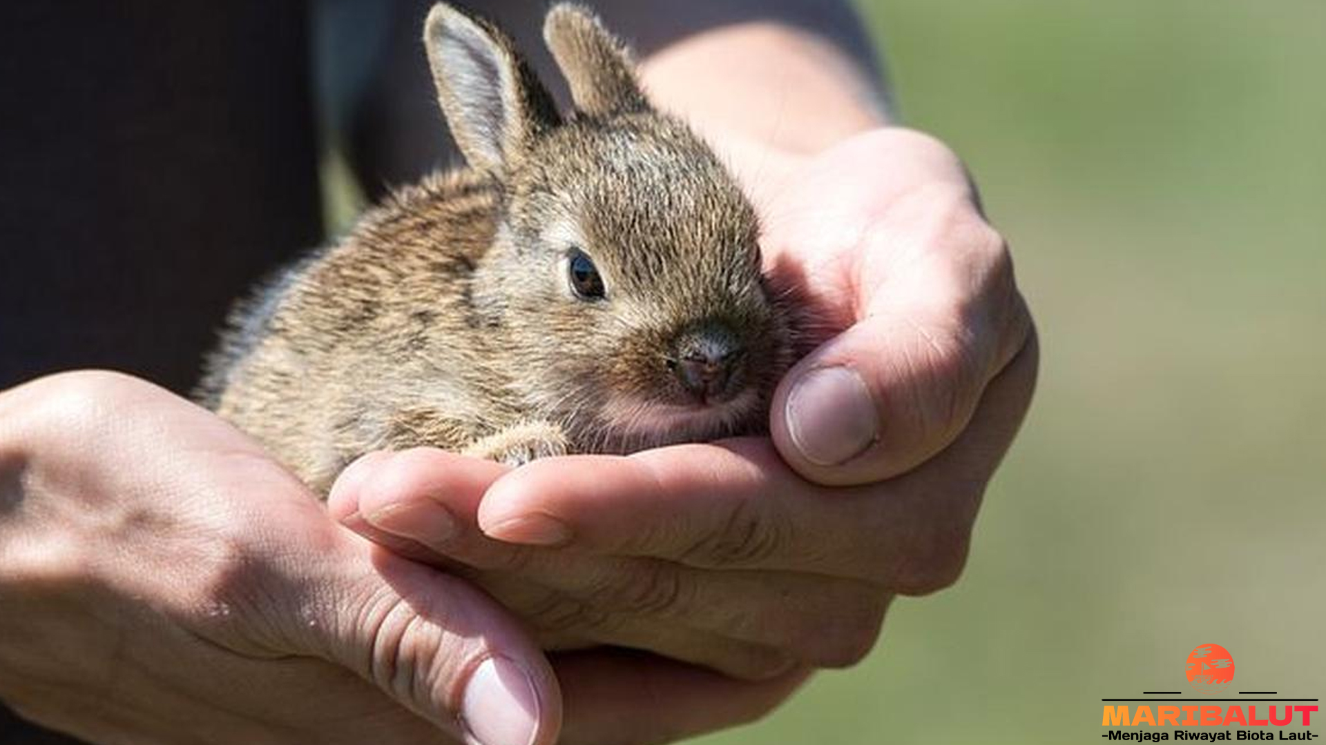 Kelinci Pygmy Manis: Si Imut Mini yang Bikin Hati Meleleh