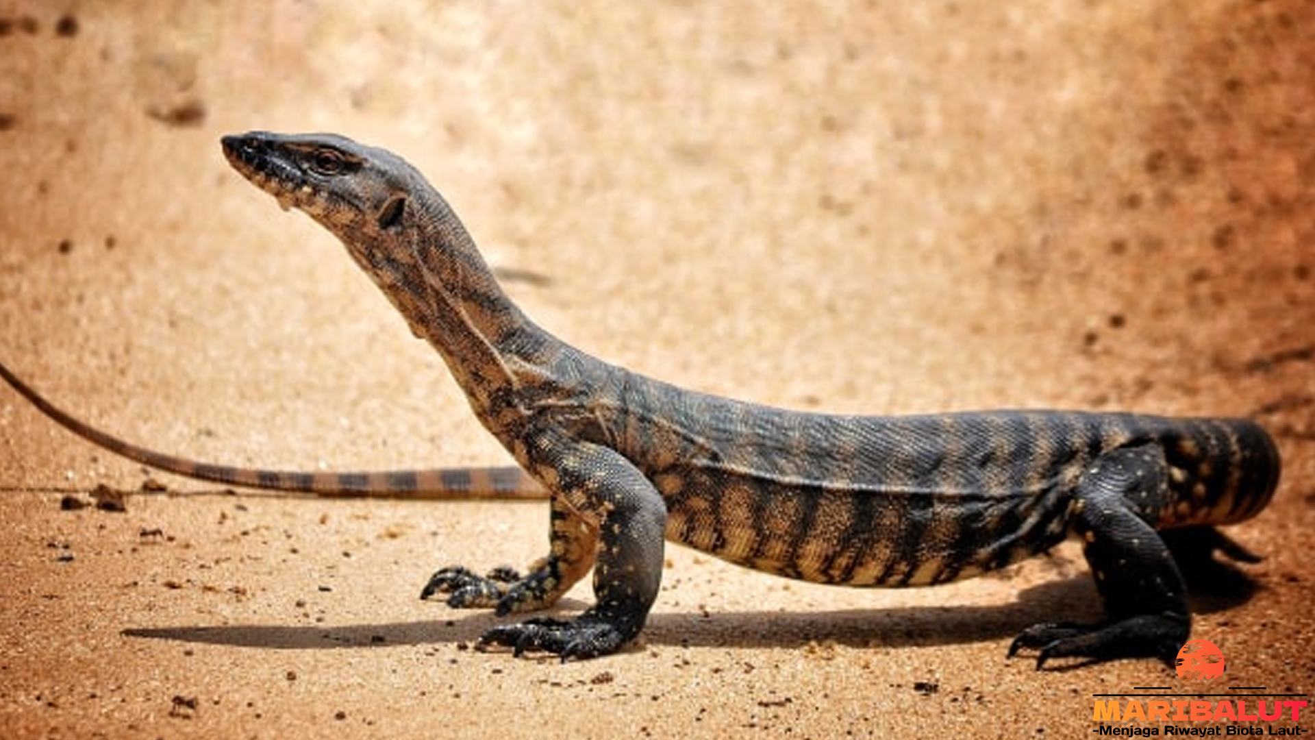 Hidup di Batas Air dan Darat: Kisah Biawak Air yang Memikat