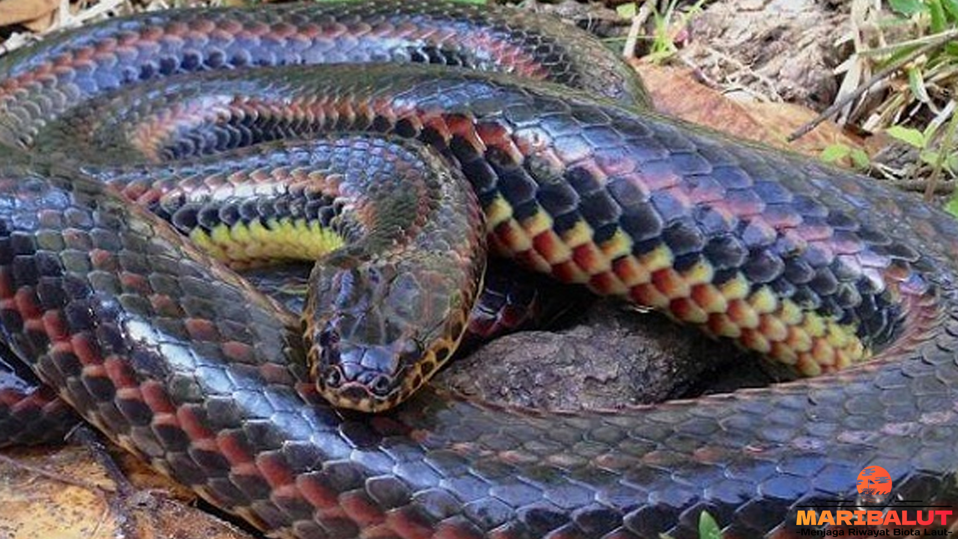 Kilauan Warna di Tubuh Licin: Rahasia Ular Pelangi Terungkap