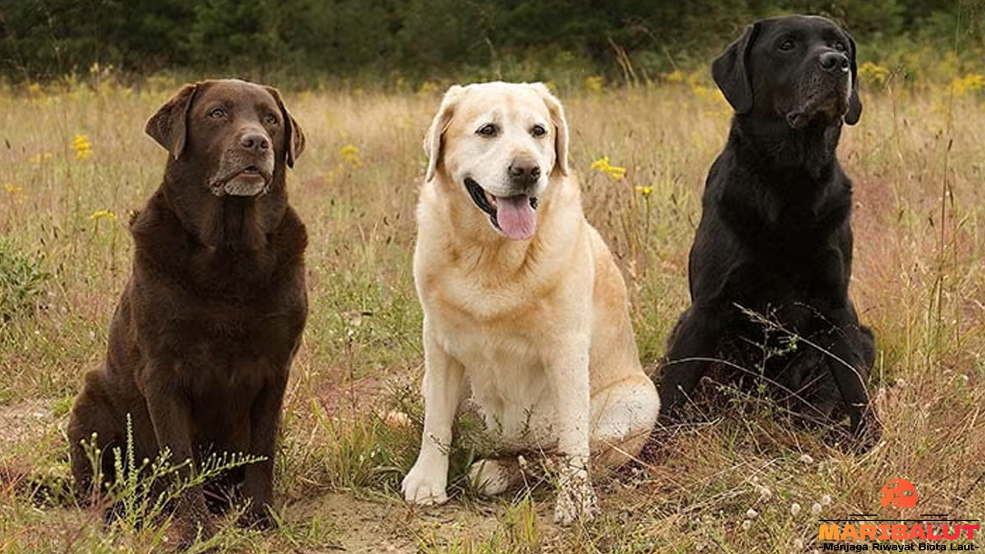 Labrador Retriever, Si Anjing Penuh Kasih dan Penuh Semangat