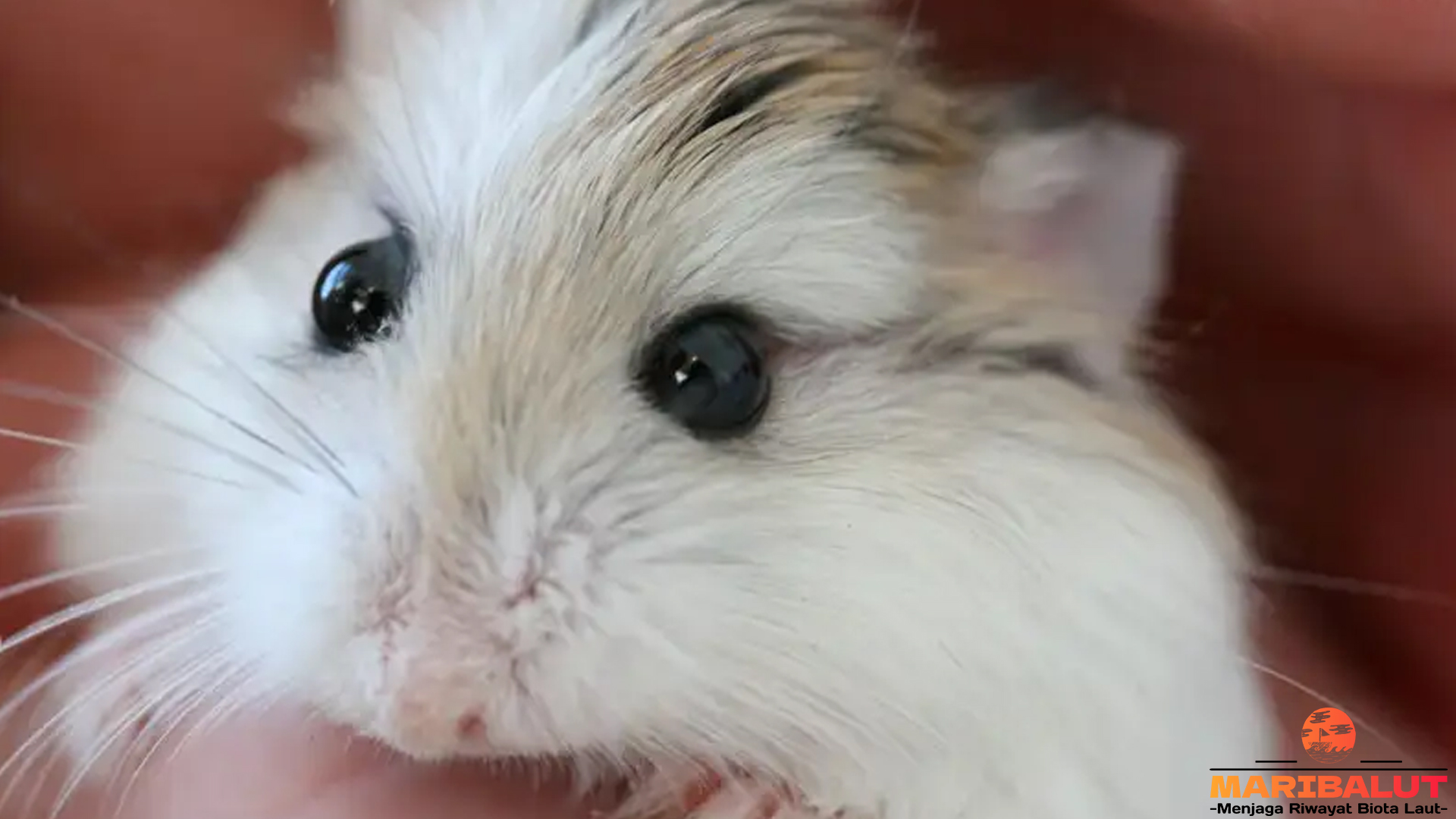 Hamster Tiongkok: Si Kecil Aktif dari Negeri Tirai Bambu
