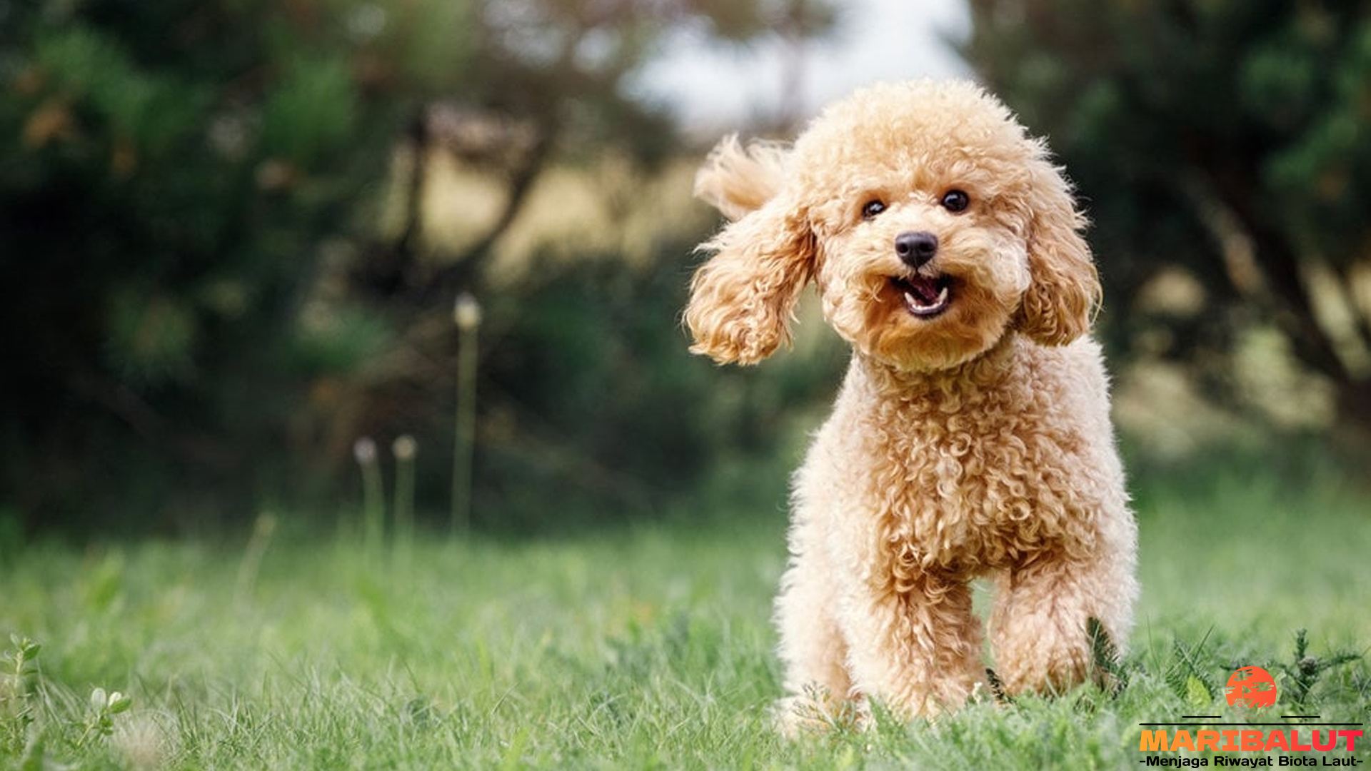 Mengenal Lebih Dekat Anjing Pudel: Si Cerdas Berbulu Keriting