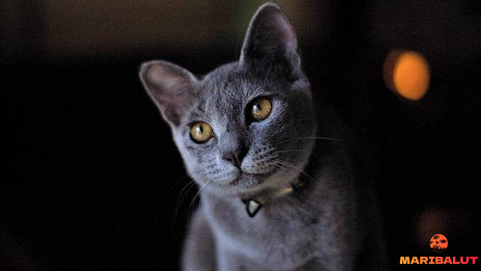 Keunikan Kucing Russian Blue: Karakteristik dan Perawatan