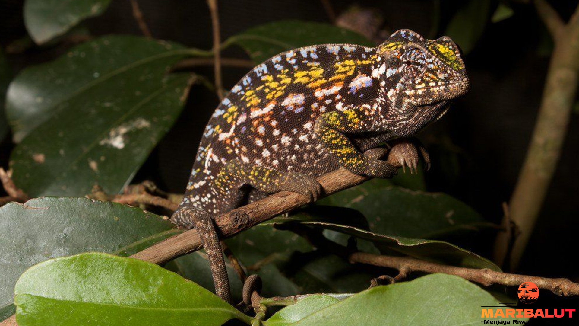 Carpet Chameleon: Si Kameleon yang Mengubah Warna dan Hati
