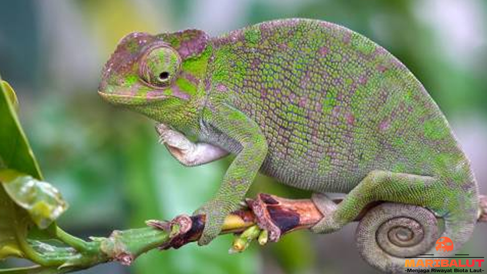 Fakta Menarik tentang Kinyongia: Kadal dari Hutan Tropis