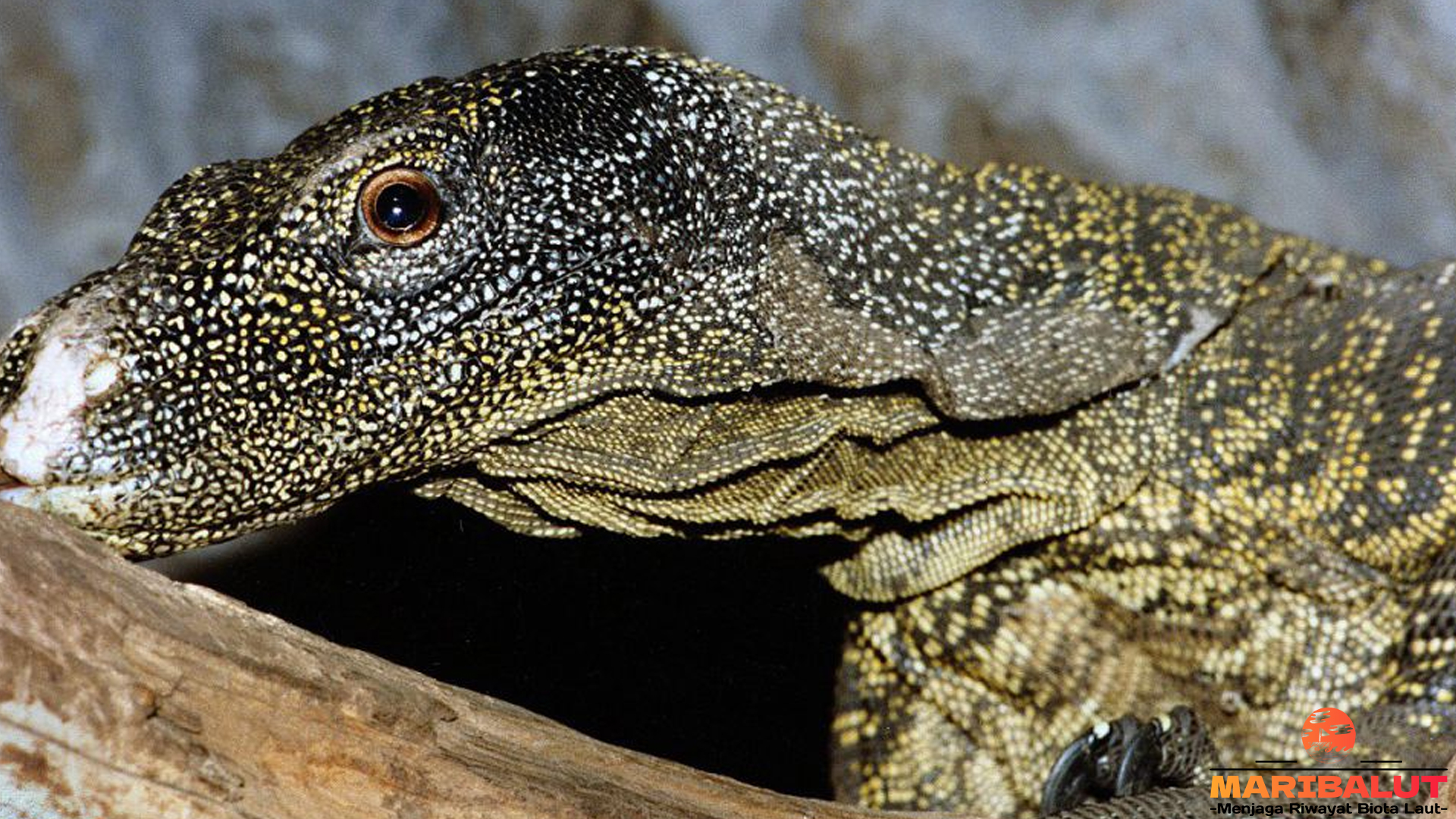 Biawak Papua: Keunikan dan Peranannya dalam Ekosistem