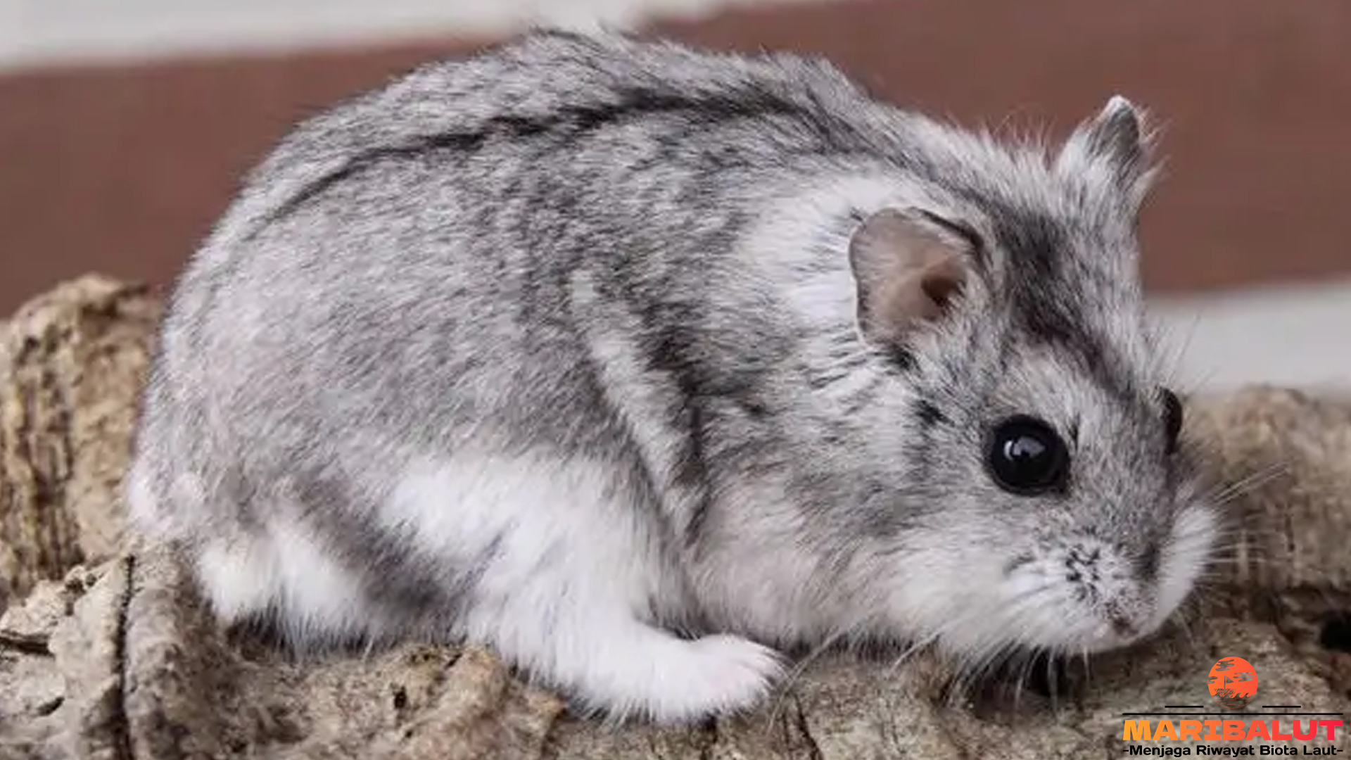 Semua yang Perlu Kamu Tahu Tentang Hamster Kerdil Abu-Abu